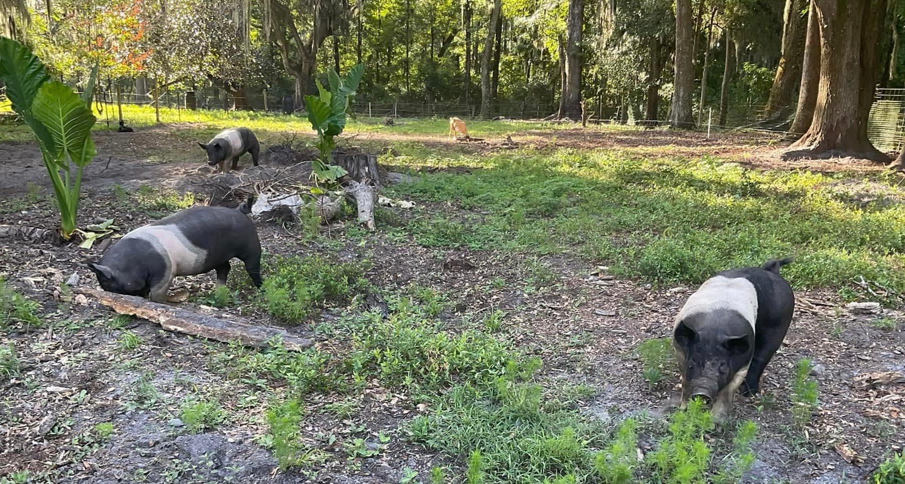 Seven Oaks Coastal Farm Agriculture Production & Services in Townsend