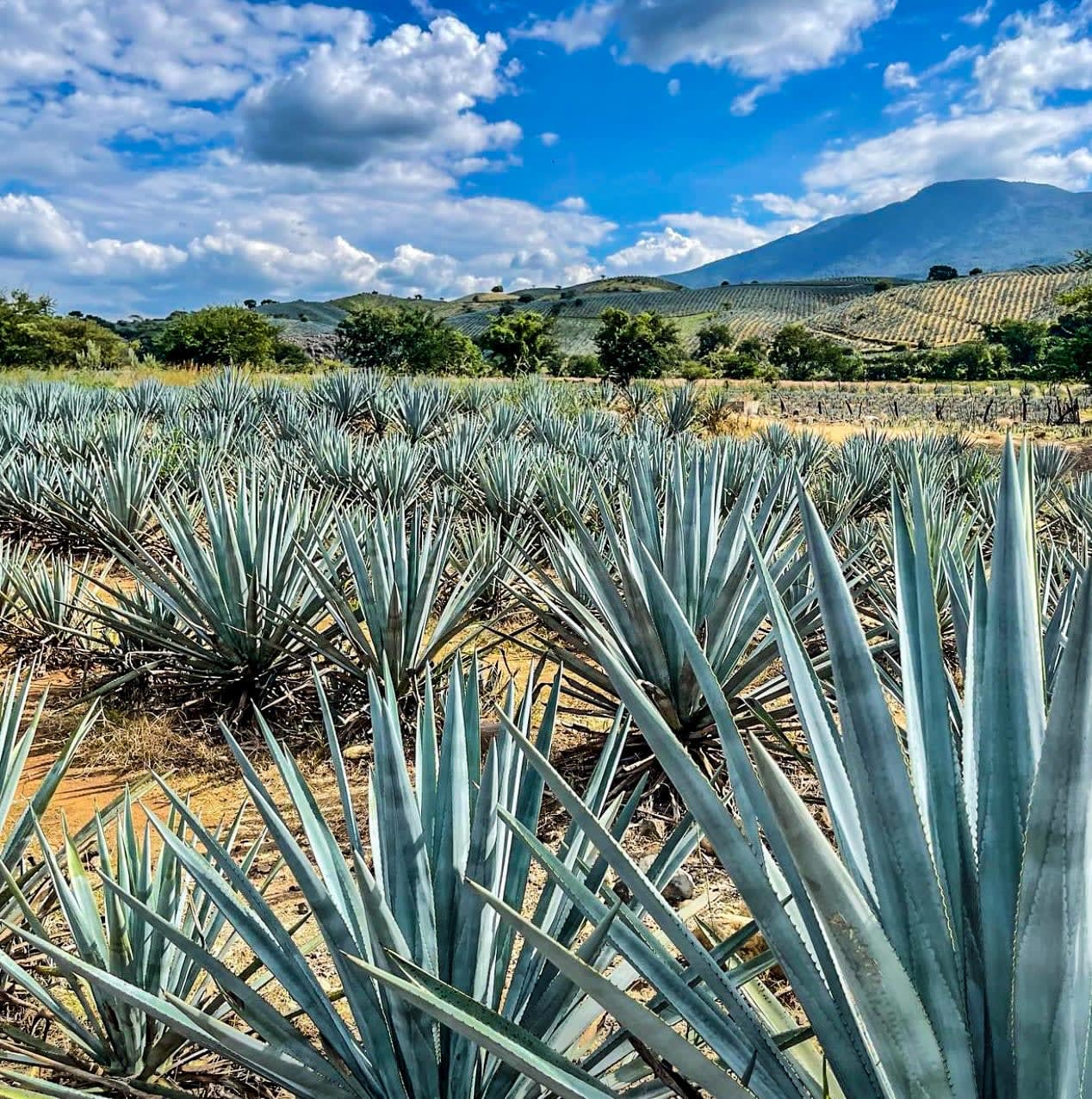 Tequila Bar & Grill INC Mexican Restaurant in Elkins, AR