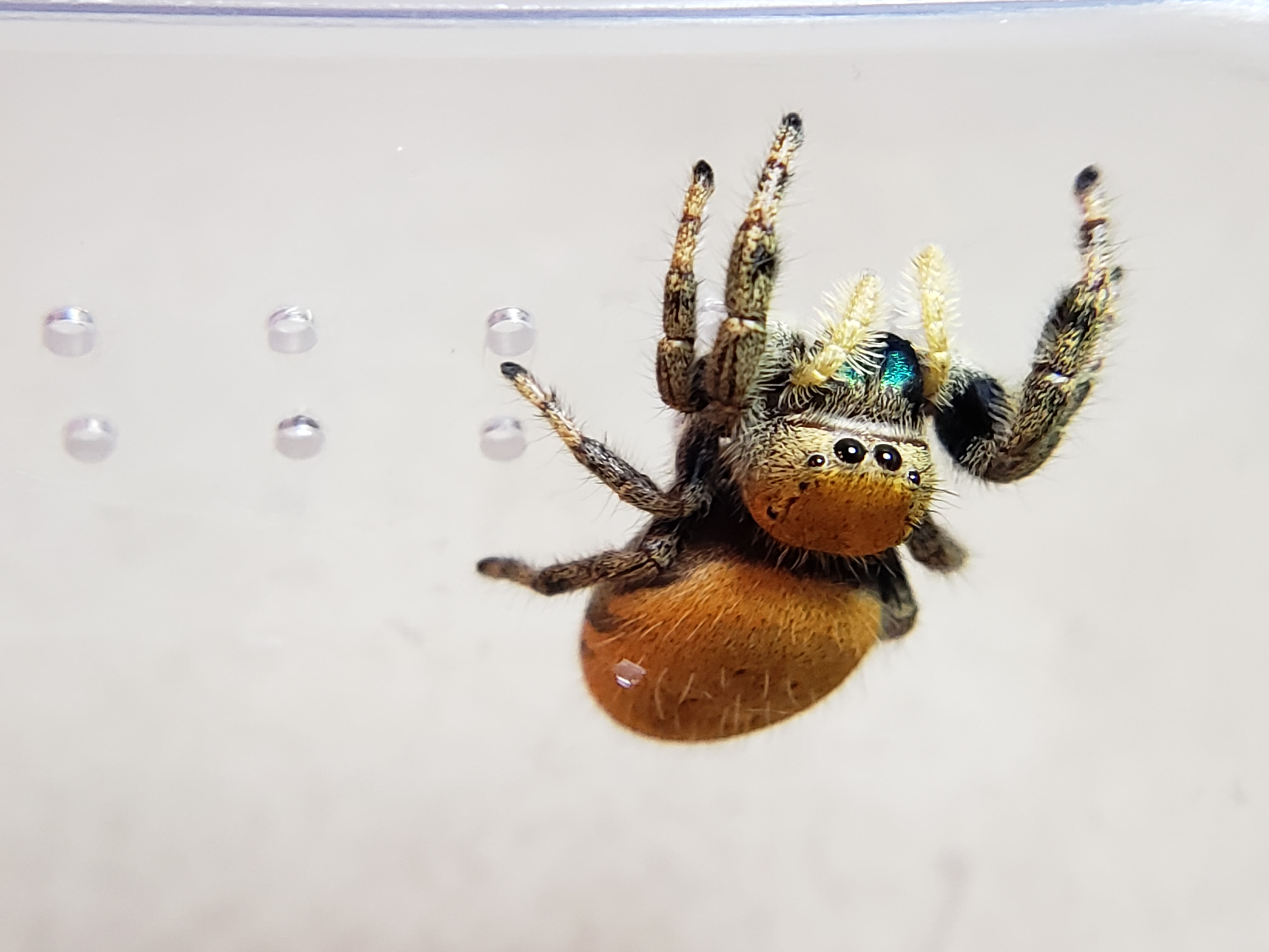 jumping spiders