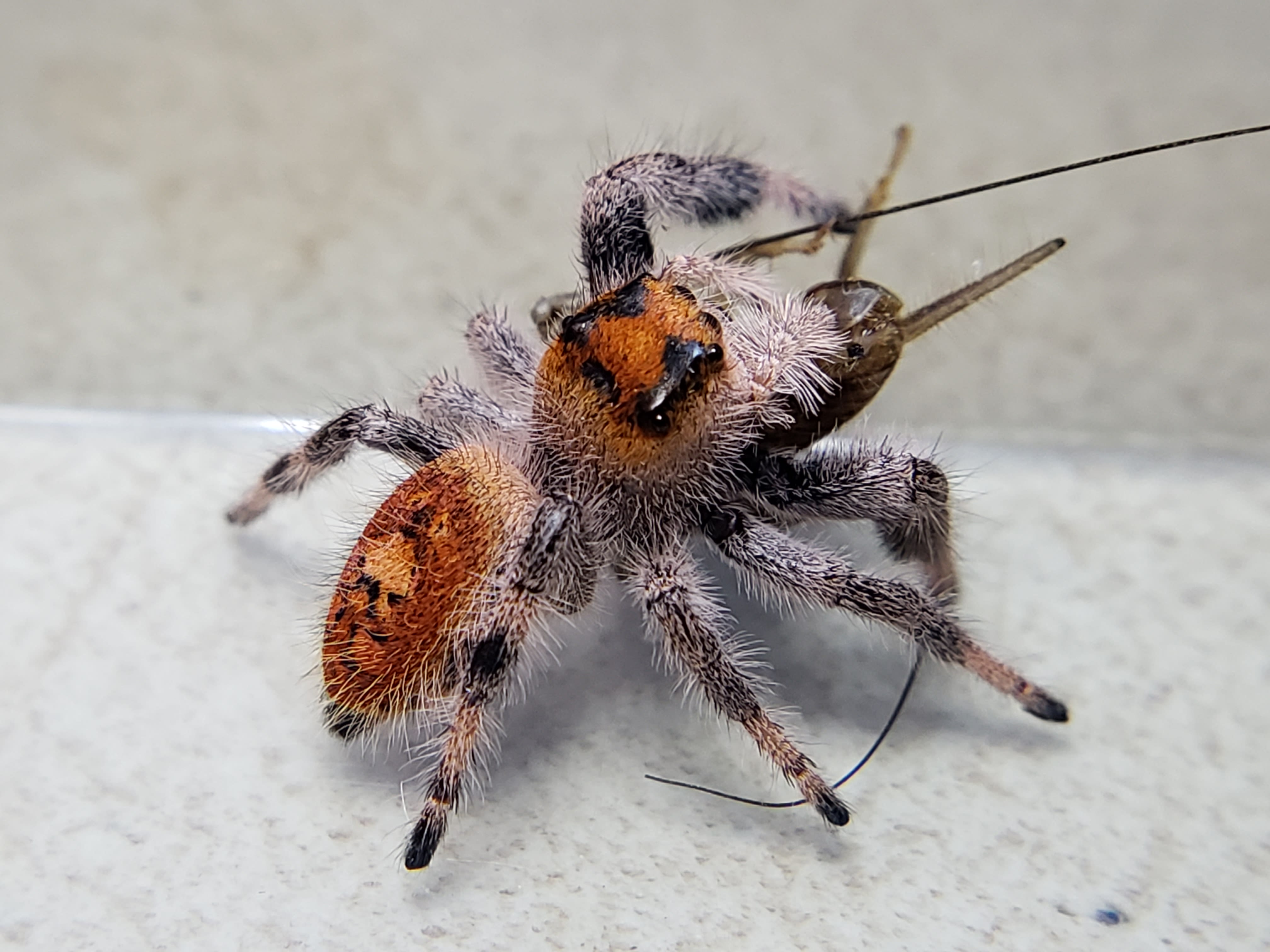 Paradise jumping spider sighted for the first time in Indiana
