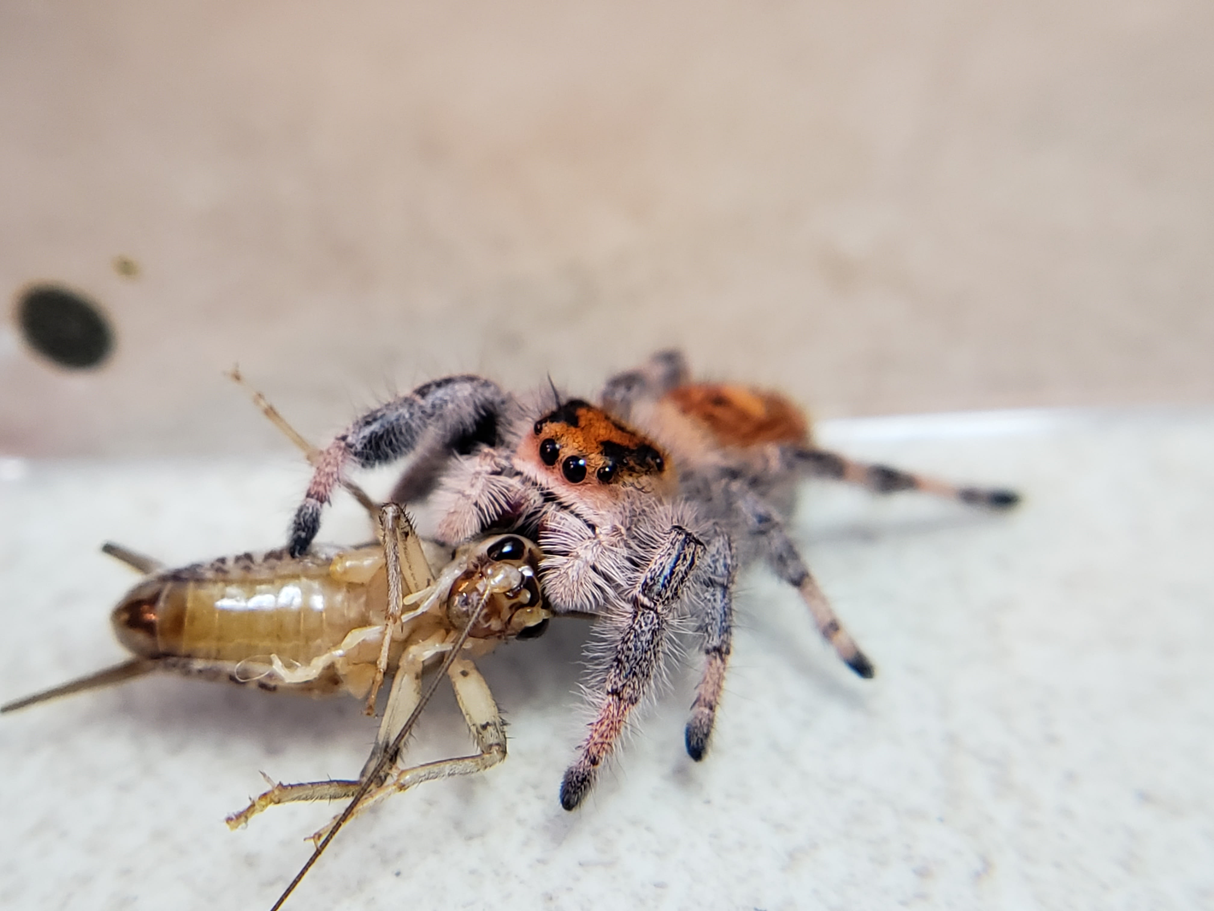 Regal Jumping Spider – Reptile Pets Direct