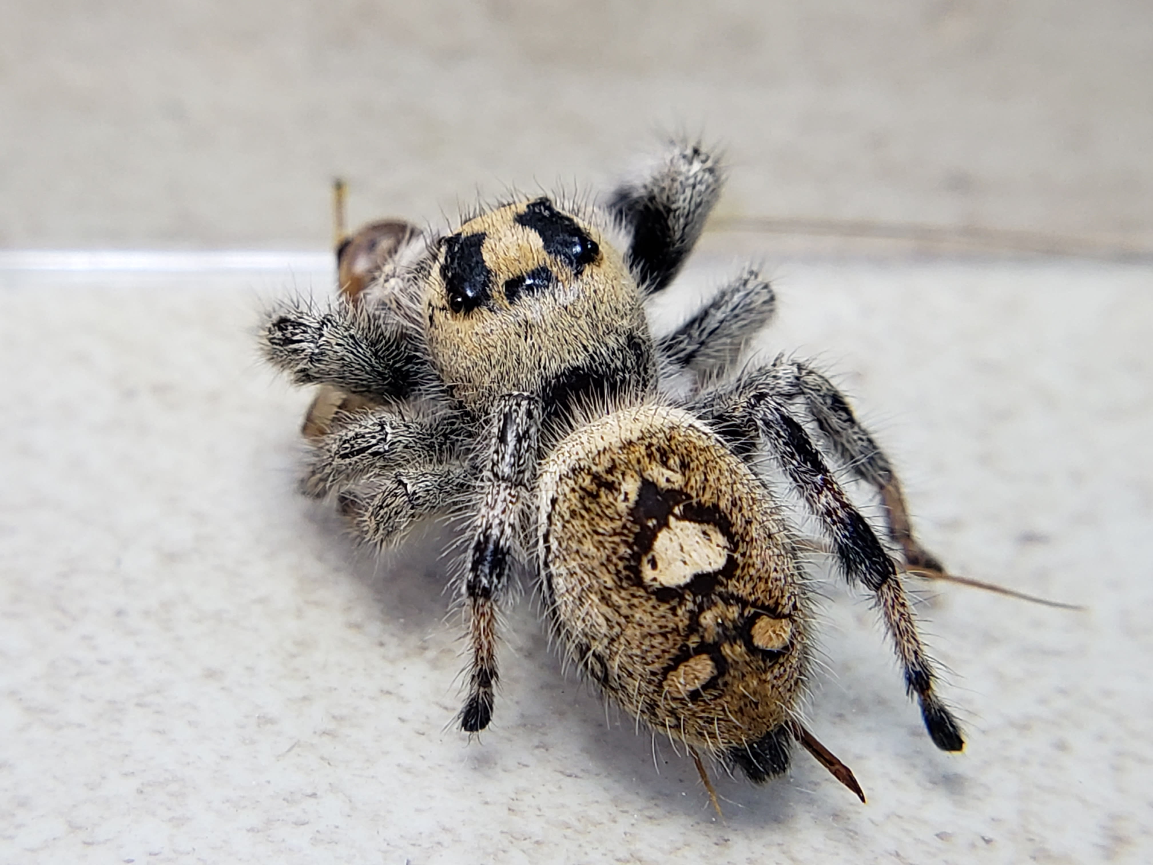 Regal Jumping Spider (Phidippus regius) - Available Jumping Spiders - Jumping  Spiders for Sale, Pet Store