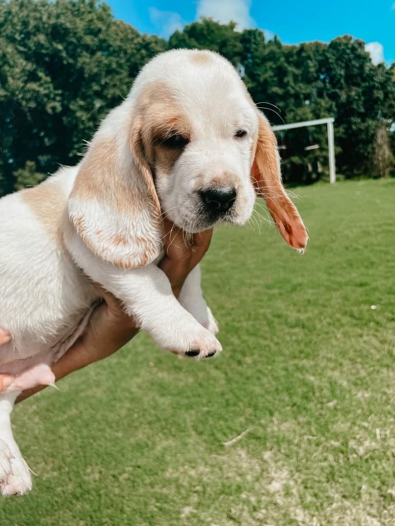 Gul Lab Basset Hound Mix Bassador (Labrador & Basset Hound Mix): Info,