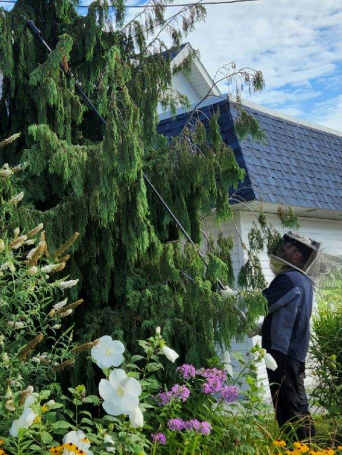 Stinging Insects Structural Pests The Outdoor Enabler Pest