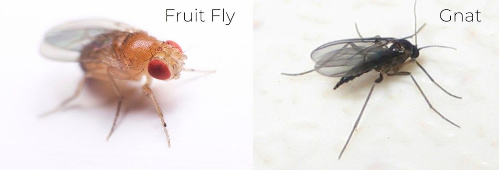 Fruit Flies Vs. Gnats - The Bug Master Pest Control and Disinfecting
