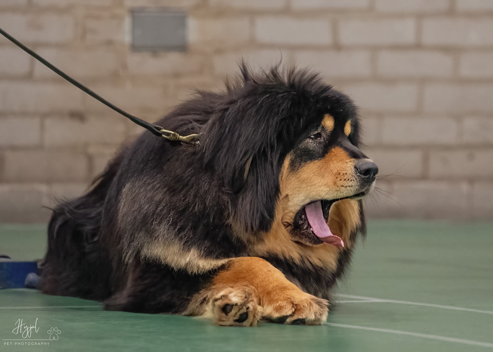 does tibetan mastiff shed