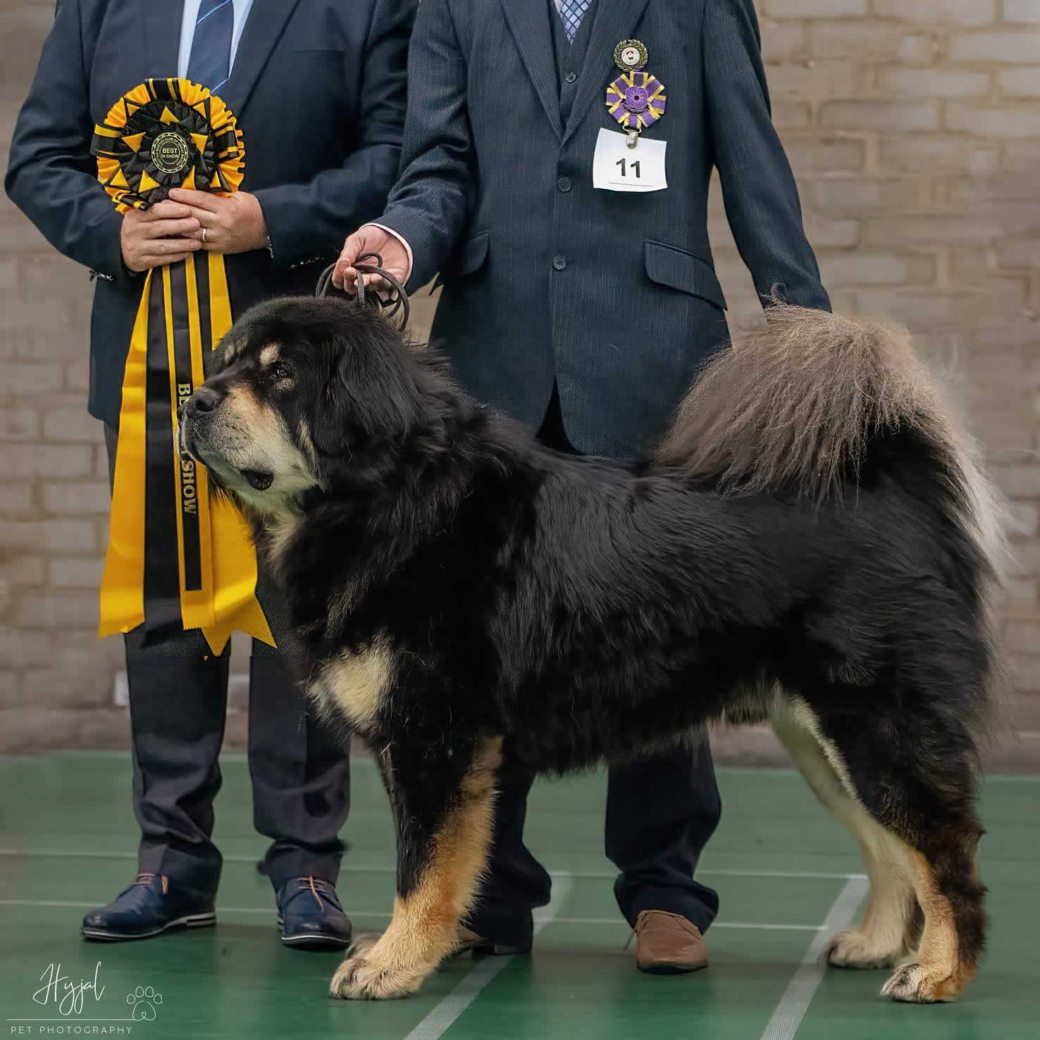 do tibetan mastiffs shed