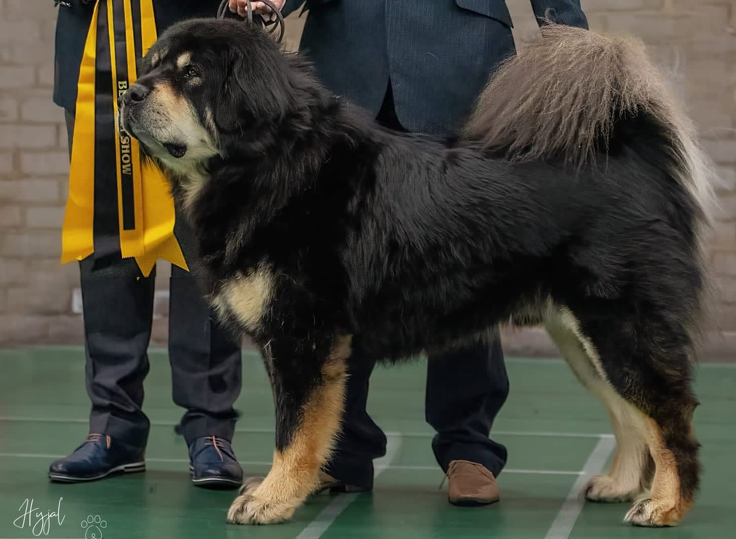 Tibetan mastiff show store dog