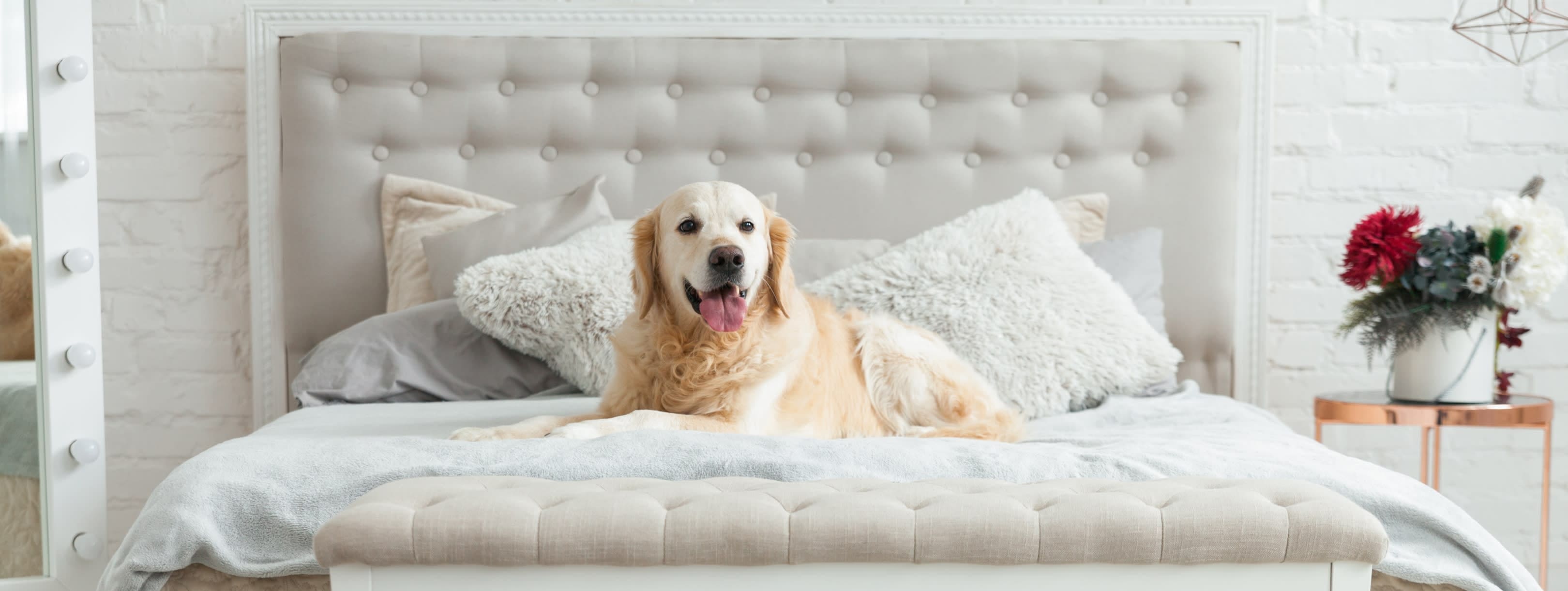 Kamerons K9's Doggy Daycare and Grooming Pet Care in Myrtle Beach, SC