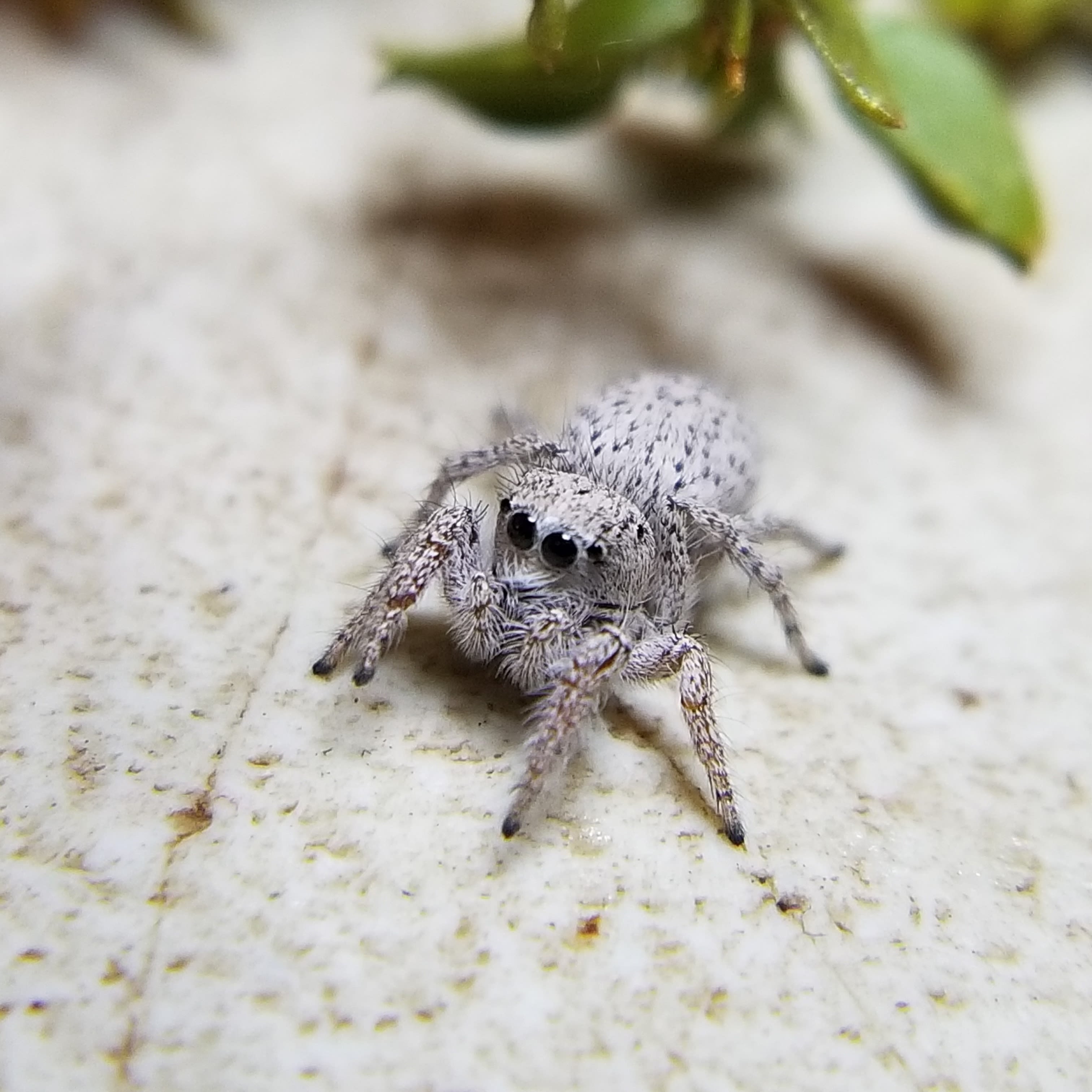 Pygmy Gray Jumping Spider (Habronattus sp.) - Available Jumping Spiders