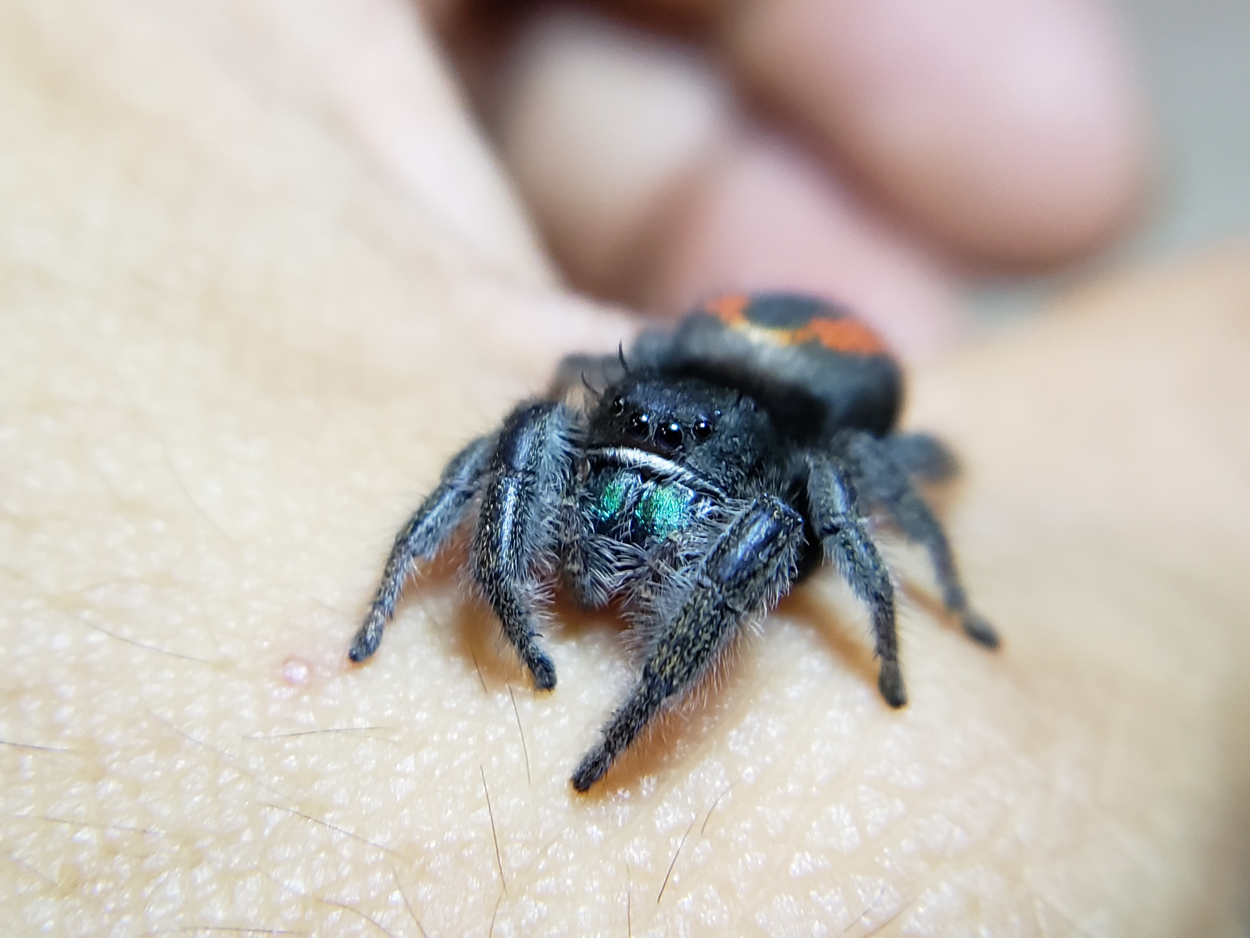 Red Back Jumping Spider