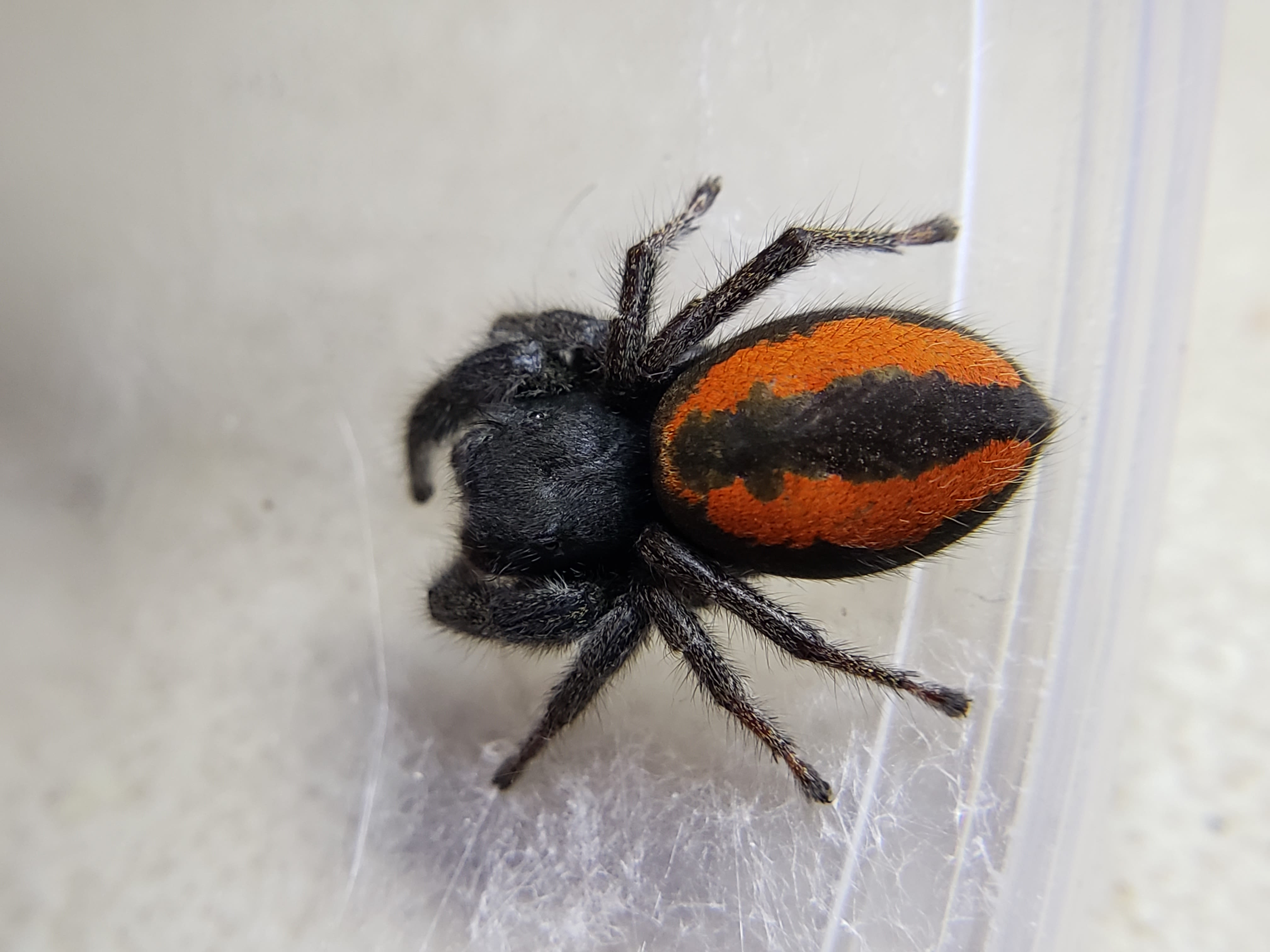 Red Back Jumping Spiders (carneus) For Sale – Big Apple Pet Supply