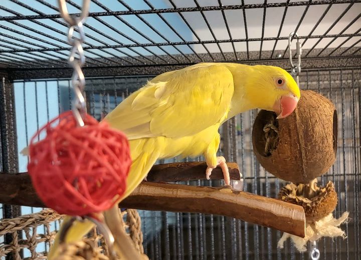 We're more than a Pet Store Cheeky Birb LLC Avian Enrichment Pet