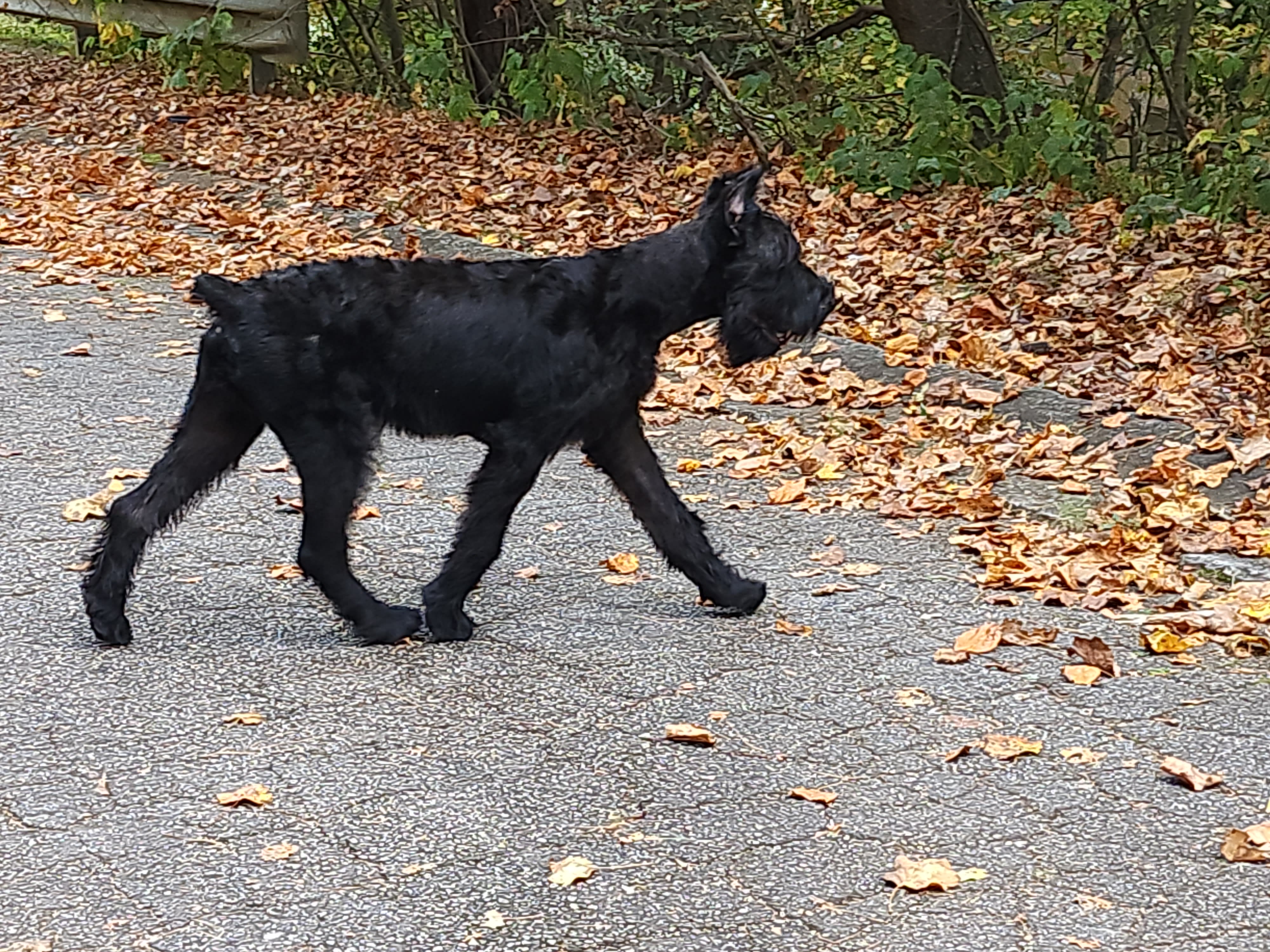 Elegant protectors hot sale giant schnauzers