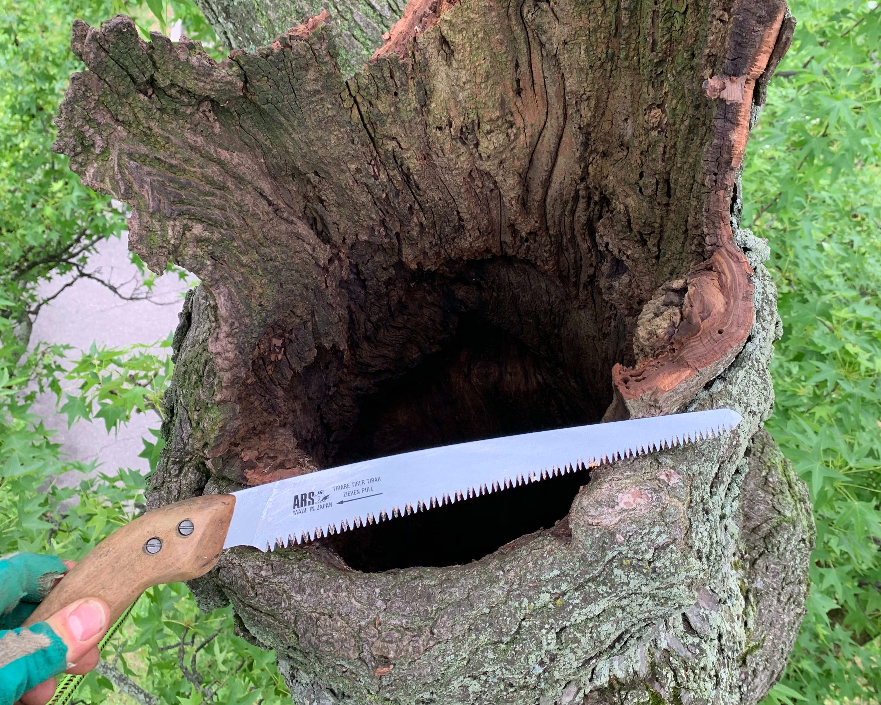 Technical Tree Removal and Felling - Rowen Tree Care and Consulting ...