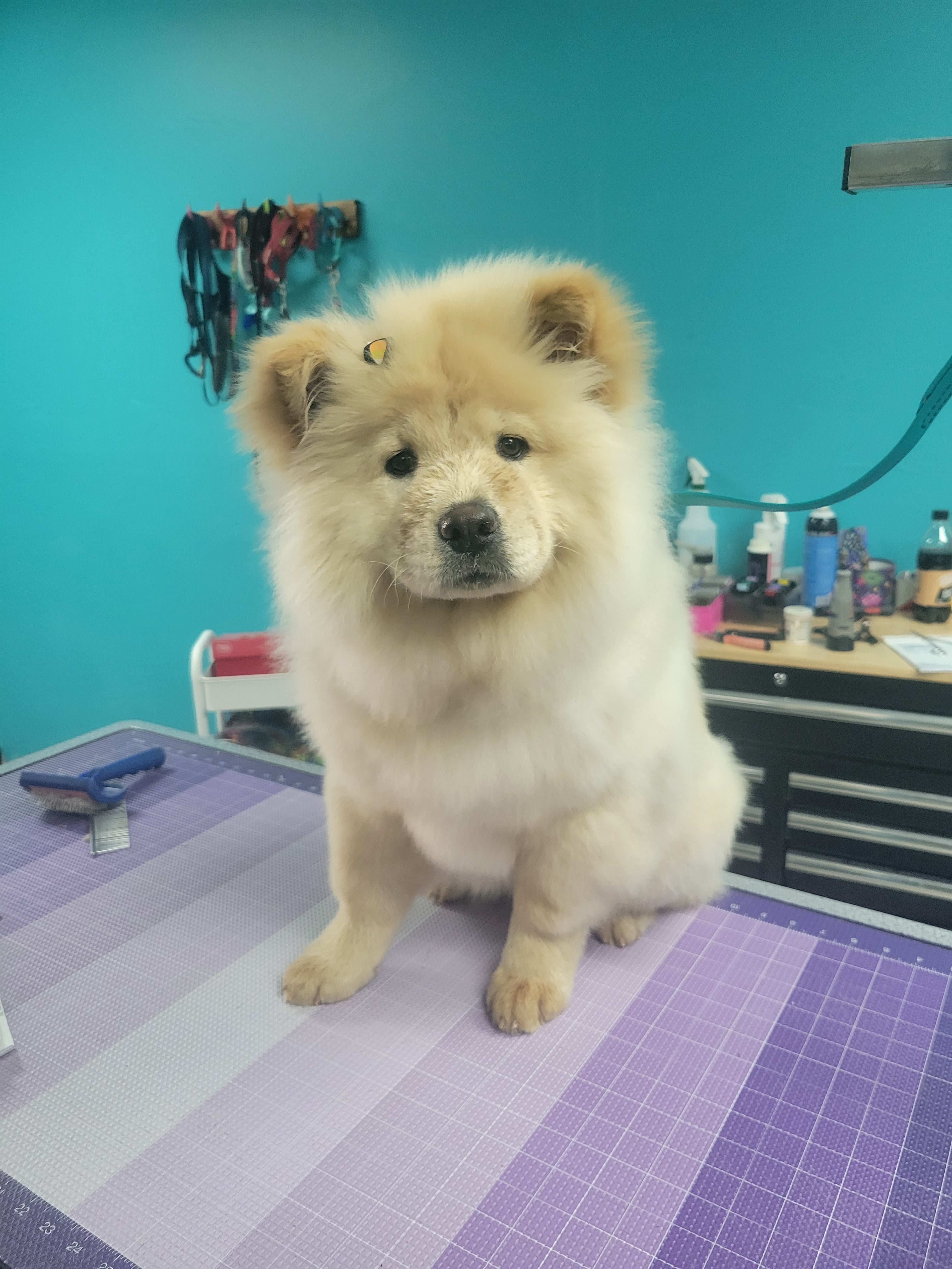 Bath and Brush Bath & Brush Puppy Love Pet Grooming Pet Grooming