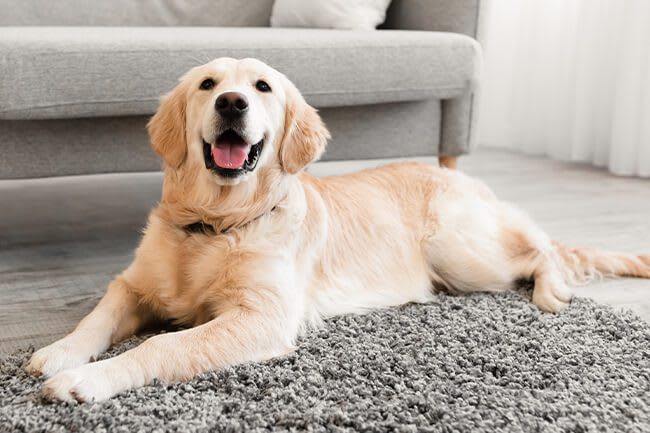 Paws 4 Canine Day Care Services
