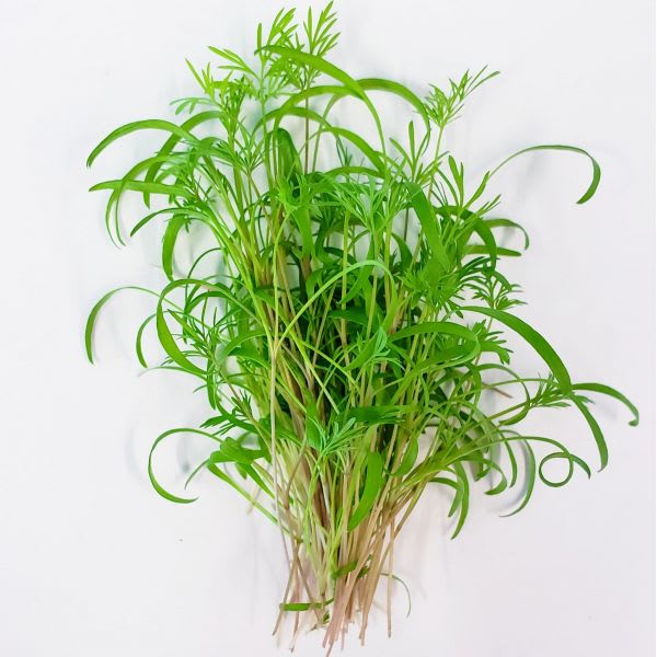 Micro Dill Micro Herbs Mid Ulster Microgreens Urban Farm in Dungannon