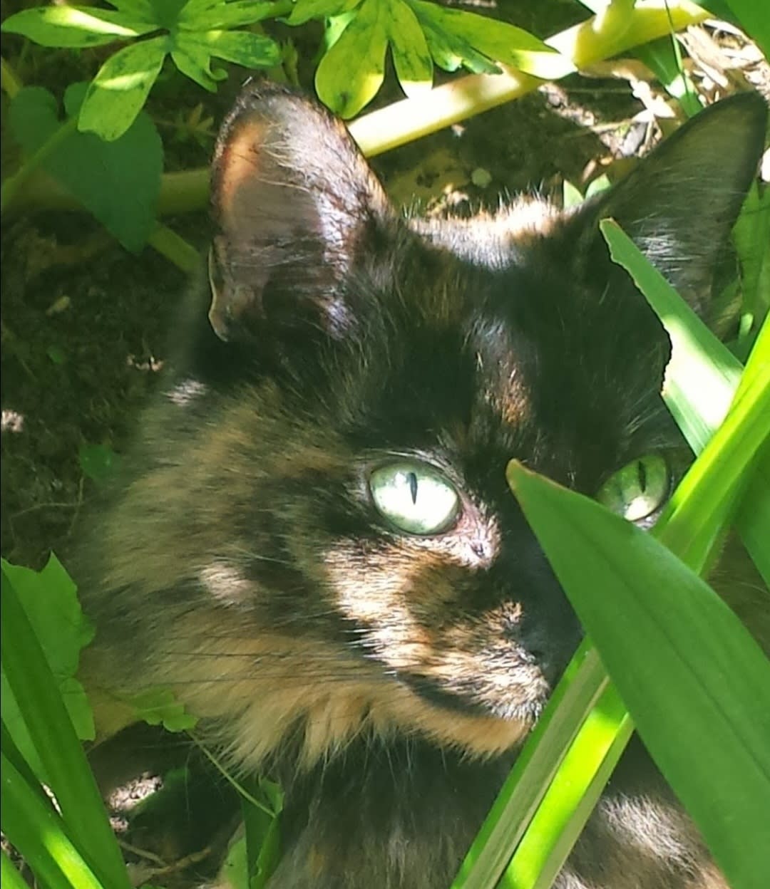 Bach Flower Cats Holistic Cat Therapist in Staffordshire