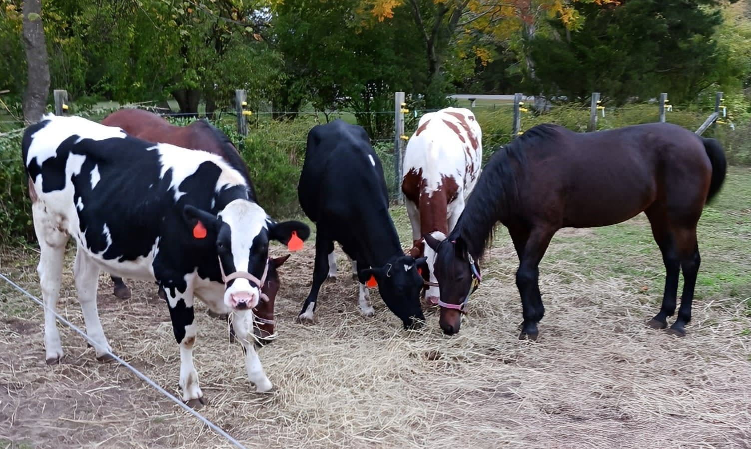 Cross'd Paws Farm Sanctuary, Inc. | Non-profit Animal Welfare in Pomona