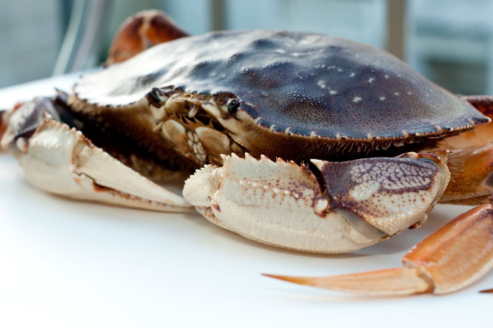 Vancouver Crab Seafood Katy Supermarket Supermarket in Katy, Texas