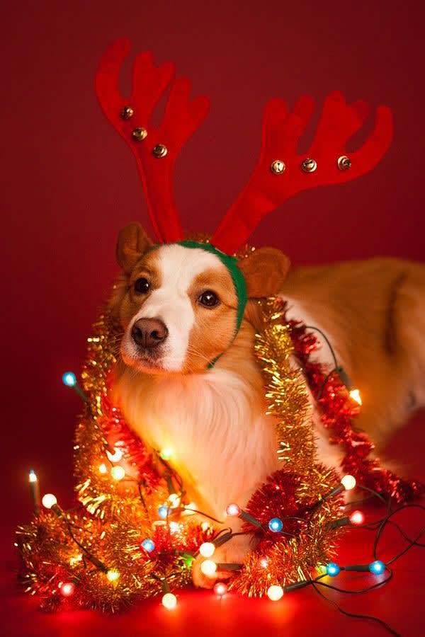 Puppy Love Pet Grooming Pet Grooming Services Mesa