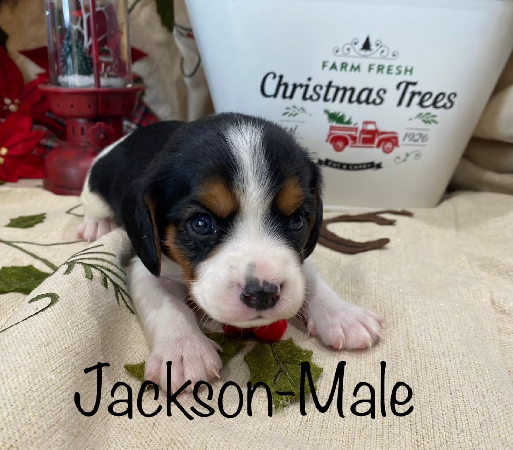 Jackson Male Beaglier Beaglier Puppies Ready Jan 3rd 2023