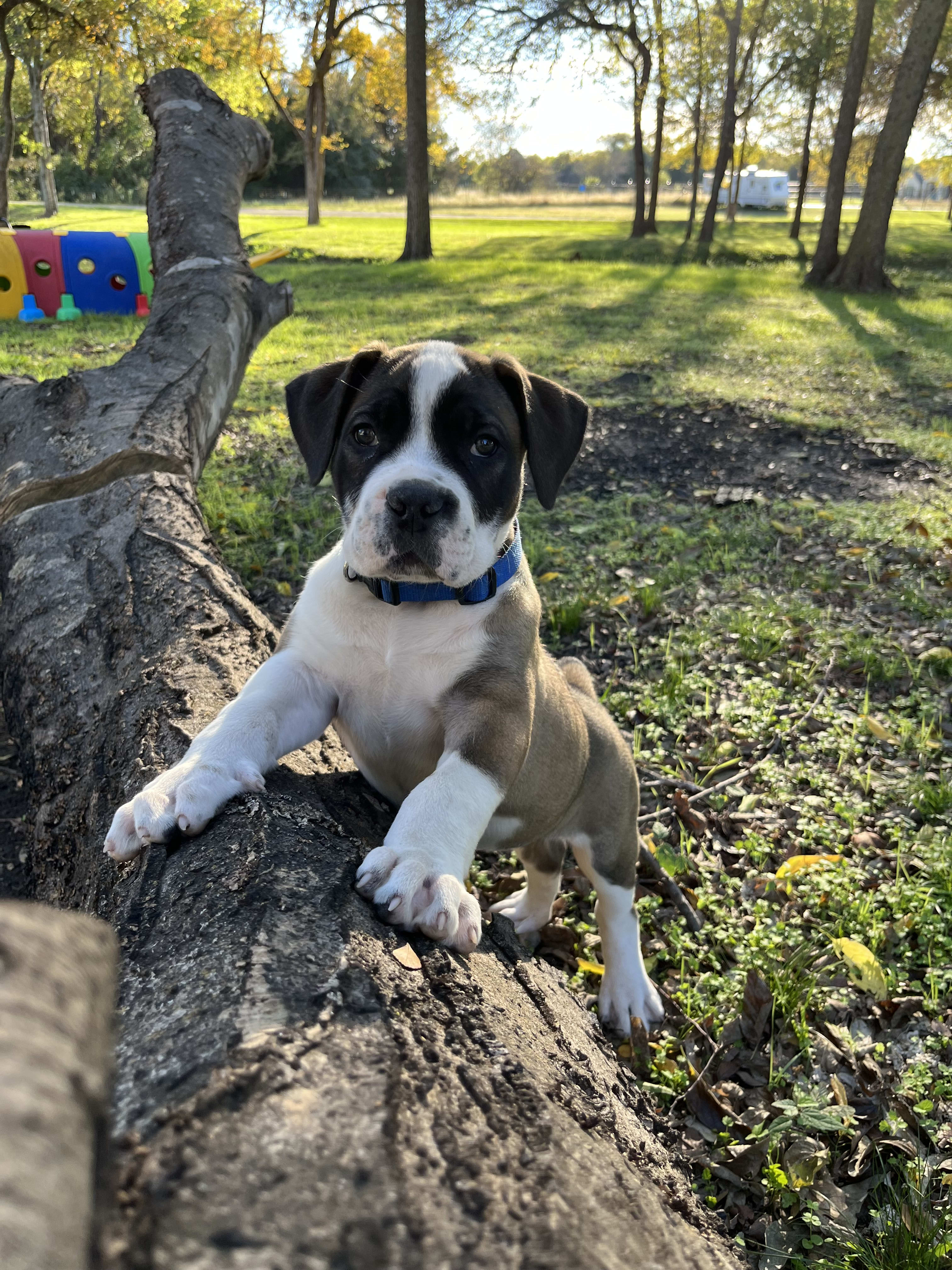 Bonebluff Dutchess Adult dogs Majestic Boerboels Dog Kennel in