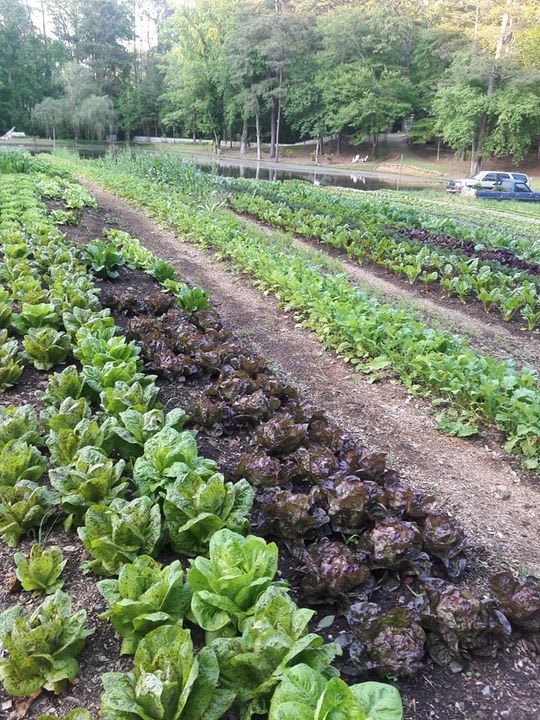 CSA Full Share, Summer Season, 12 weeks Full or Half Shares for 3