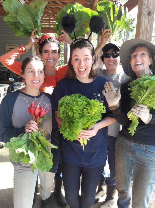 Csa Half Share 5 Pickups Every 2 Weeks Csa Membership Shares Moss