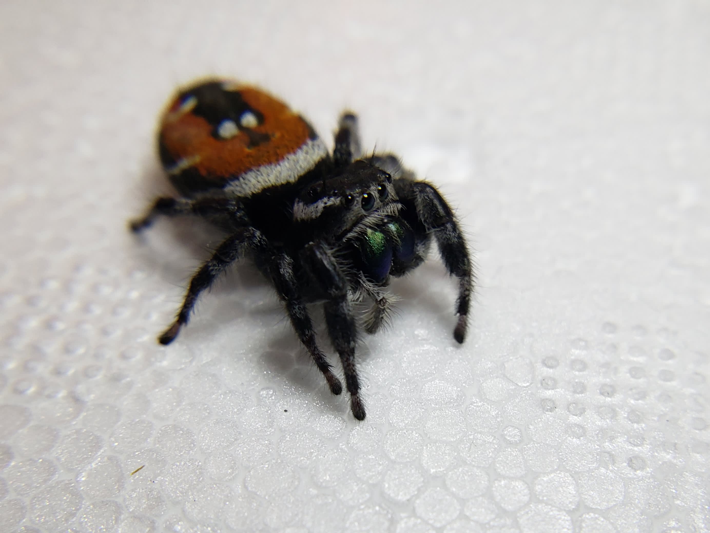 Red Back Jumping Spiders (carneus) For Sale – Big Apple Pet Supply