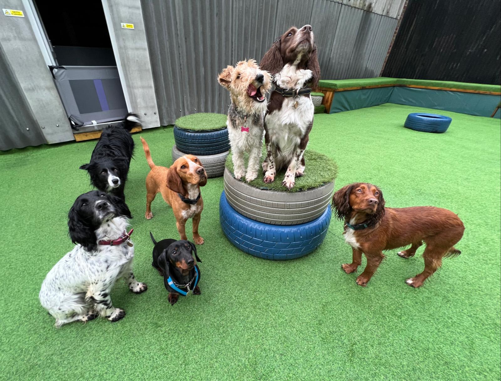 Doggy Daycare Working With Dogs Dogtopia Small Dog Boarding Near