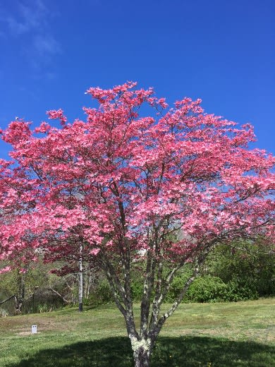 The Gift of Beauty