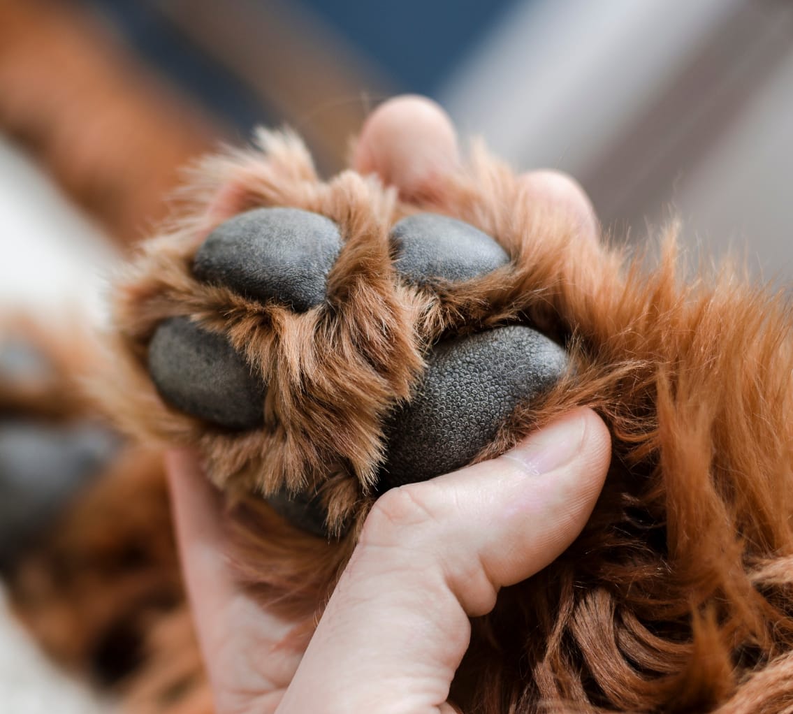 Trimming paw shop pads