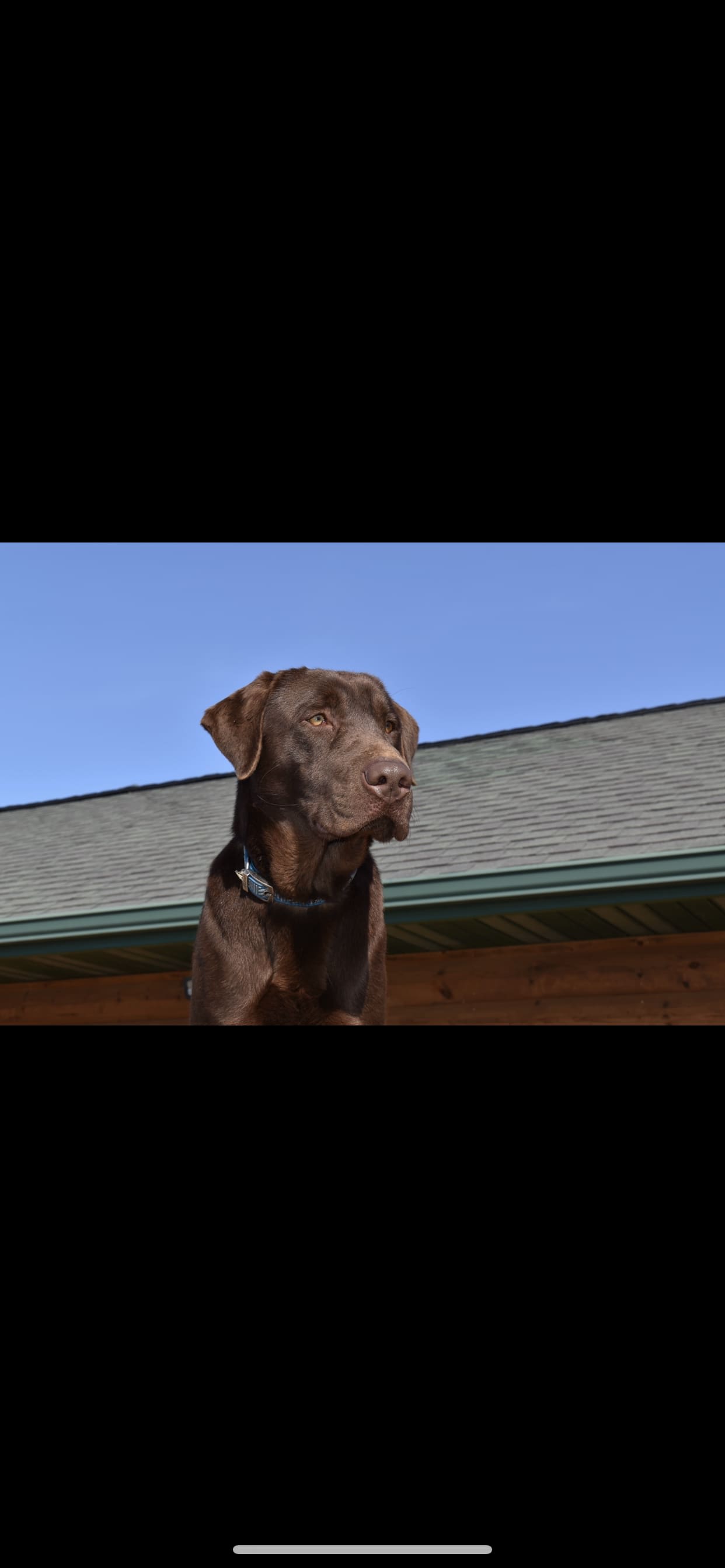 Carfield's Kennels Dog Kennel Elgin