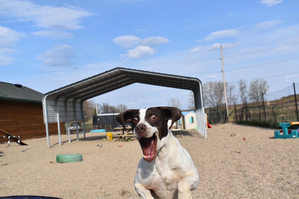 About Us Carfield's Kennels Dog Kennel Elgin