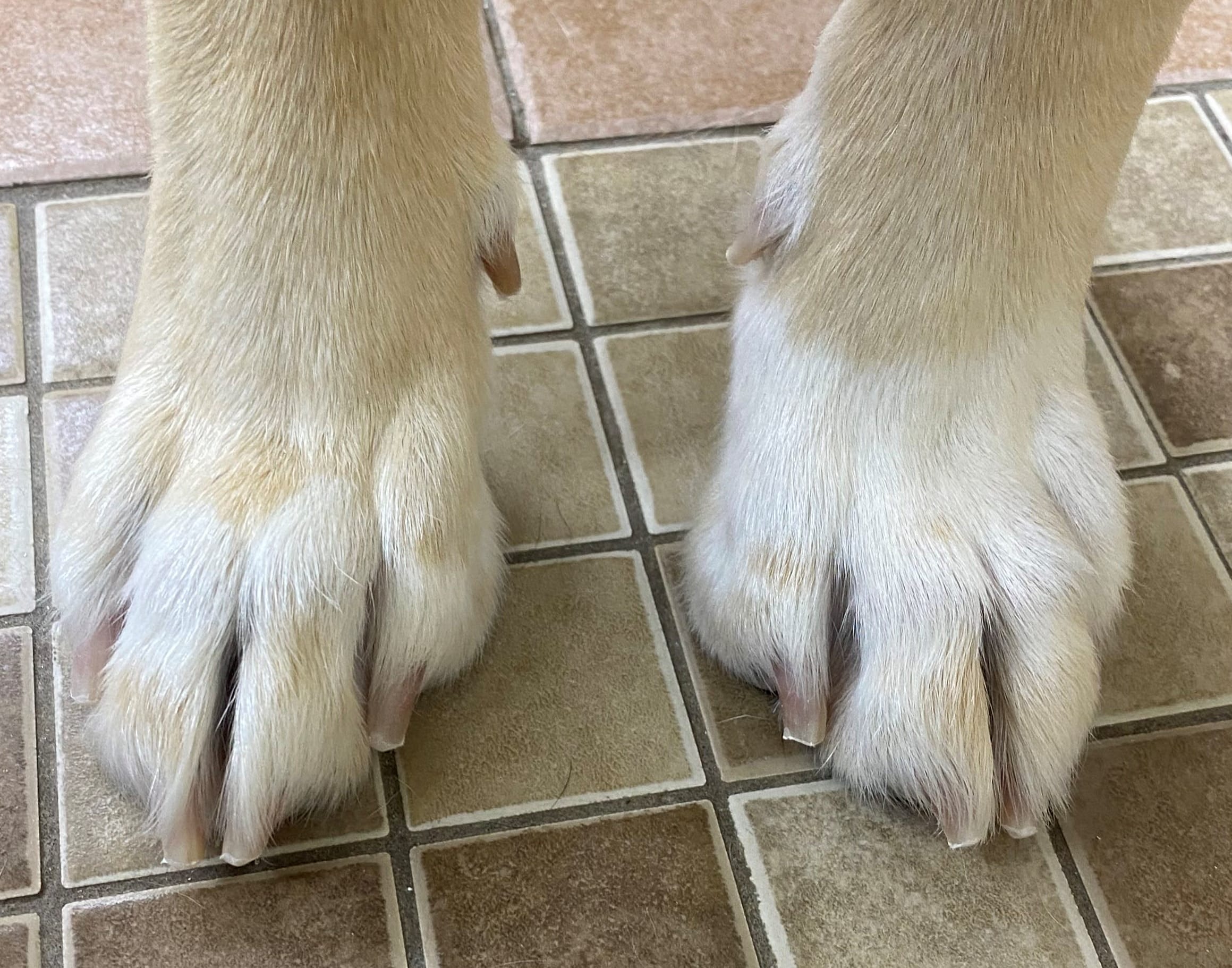 Dog store nail services