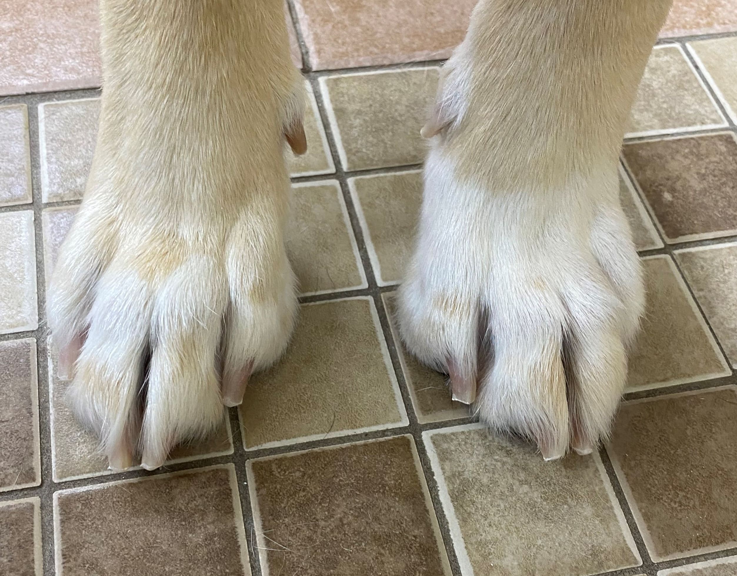 A Force Free Way to Trim Your Dog's Toe Nails: Dog Gone Problems