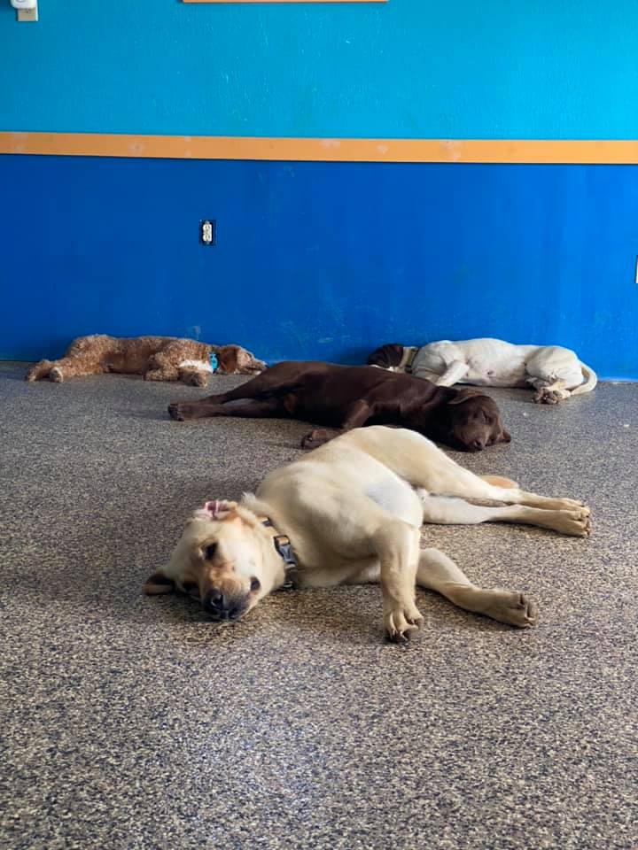 Boarding Boarding Carfield's Kennels Dog Kennel Elgin