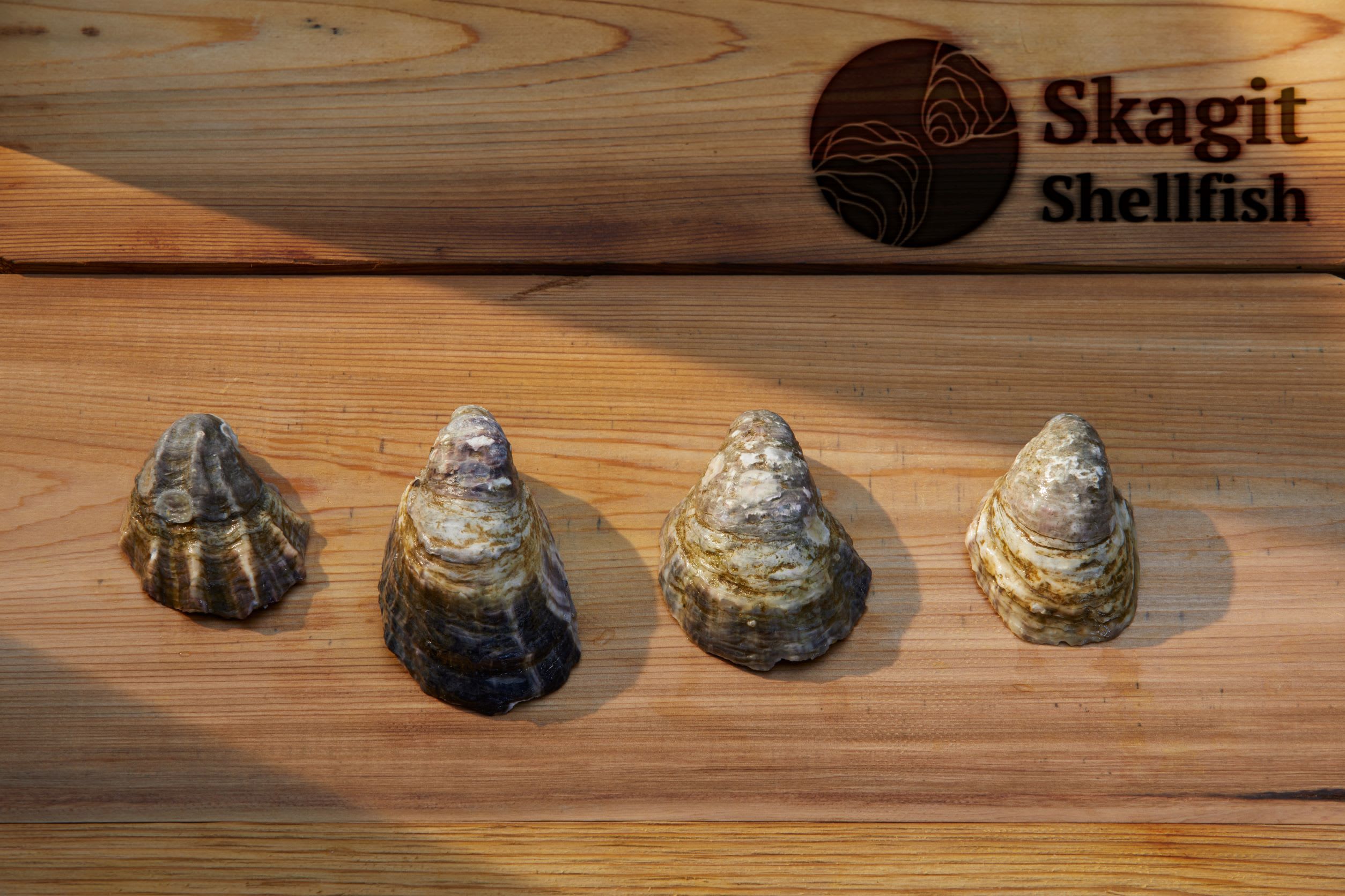 The Merroir of Skagit Bay - Skagit Shellfish | Top Oyster Farms in ...