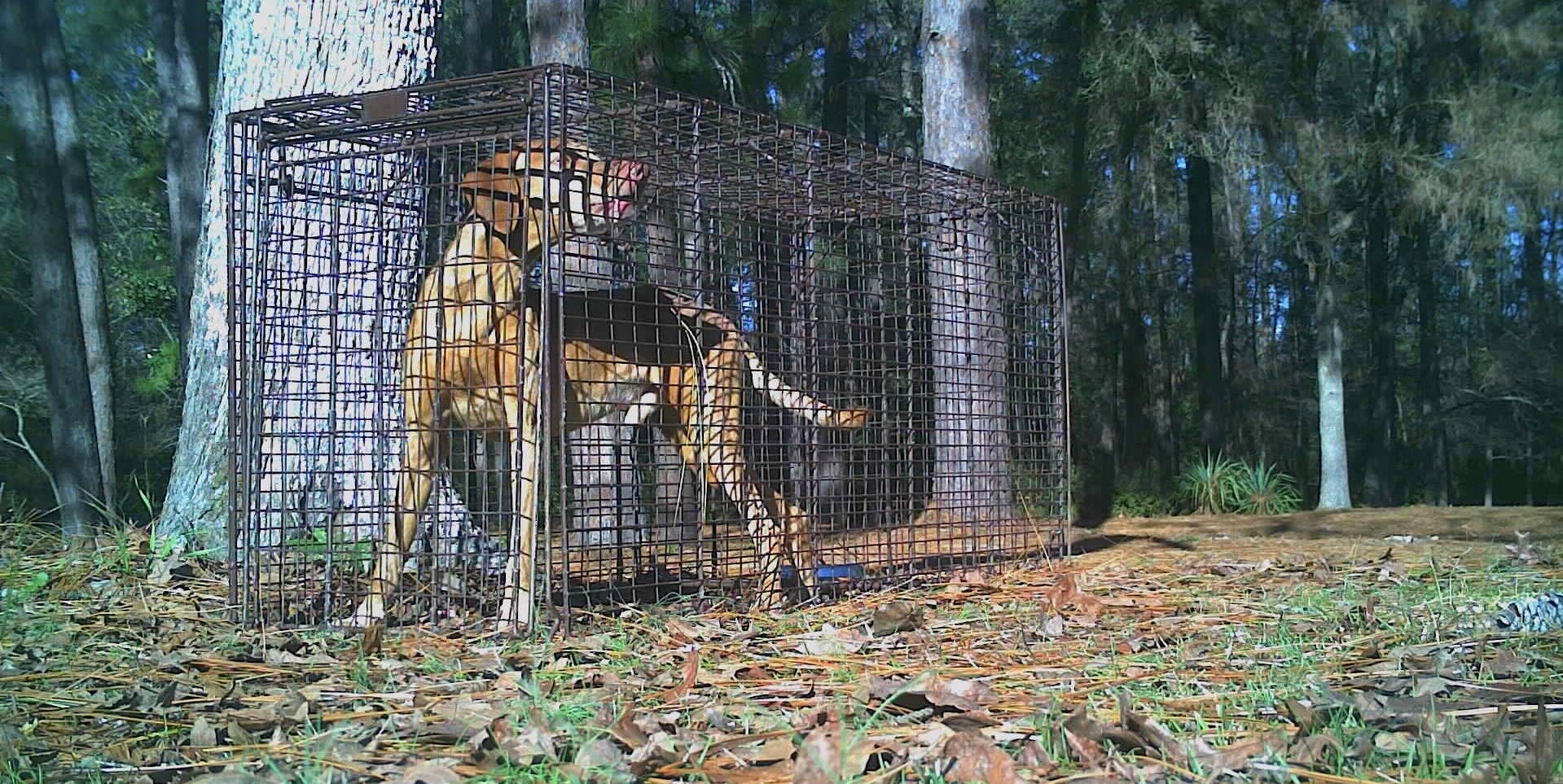 For the Love of Street Dogs Animal Shelter Lexington