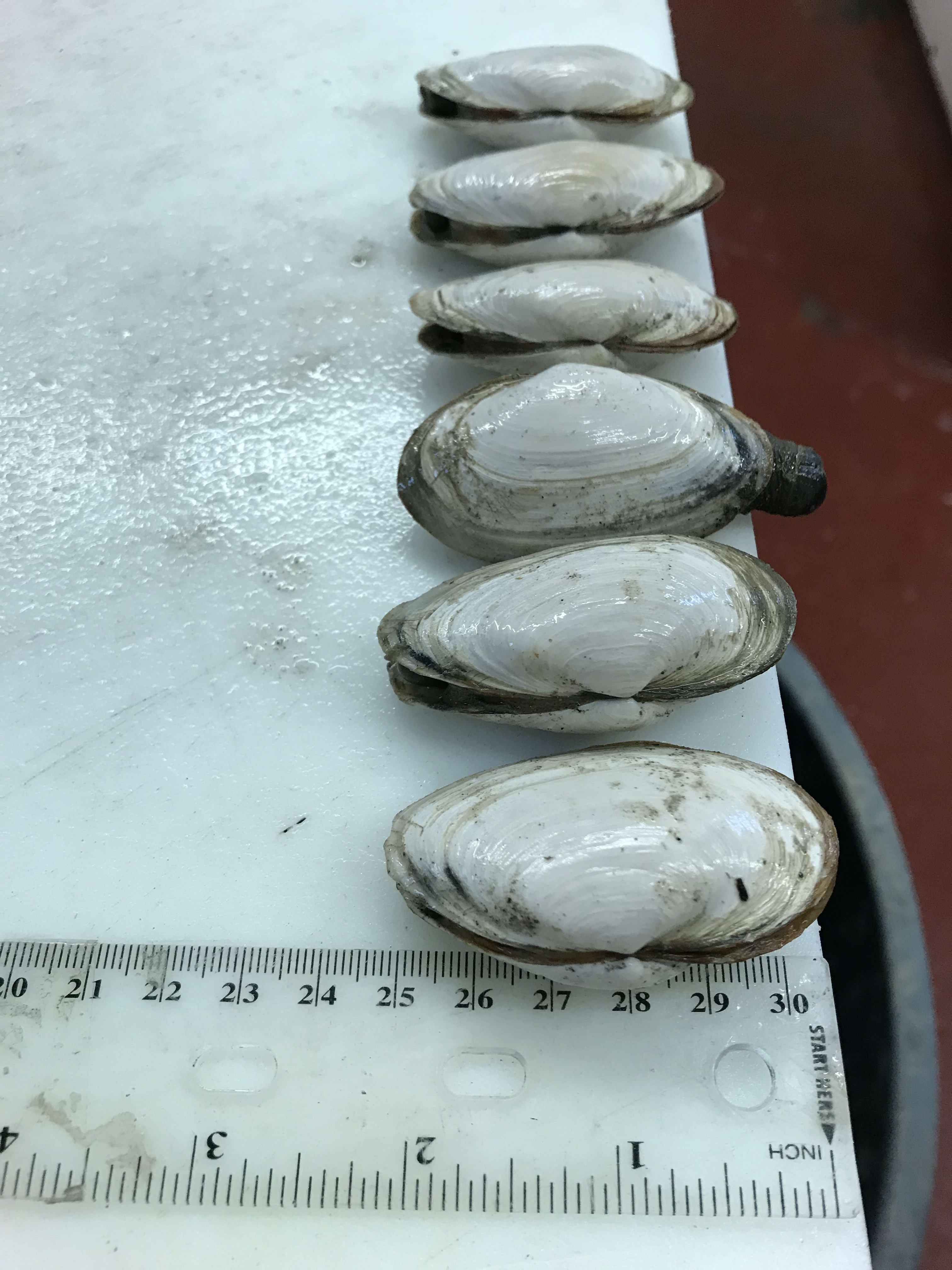 Steamers Clams Skagit Shellfish Top Oyster Farms in Mount Vernon