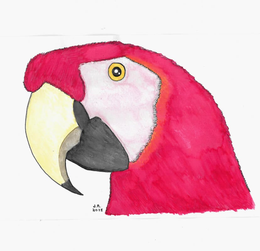 Scarlet Macaw Canvas Wall Art by Sarah Stribbling | iCanvas