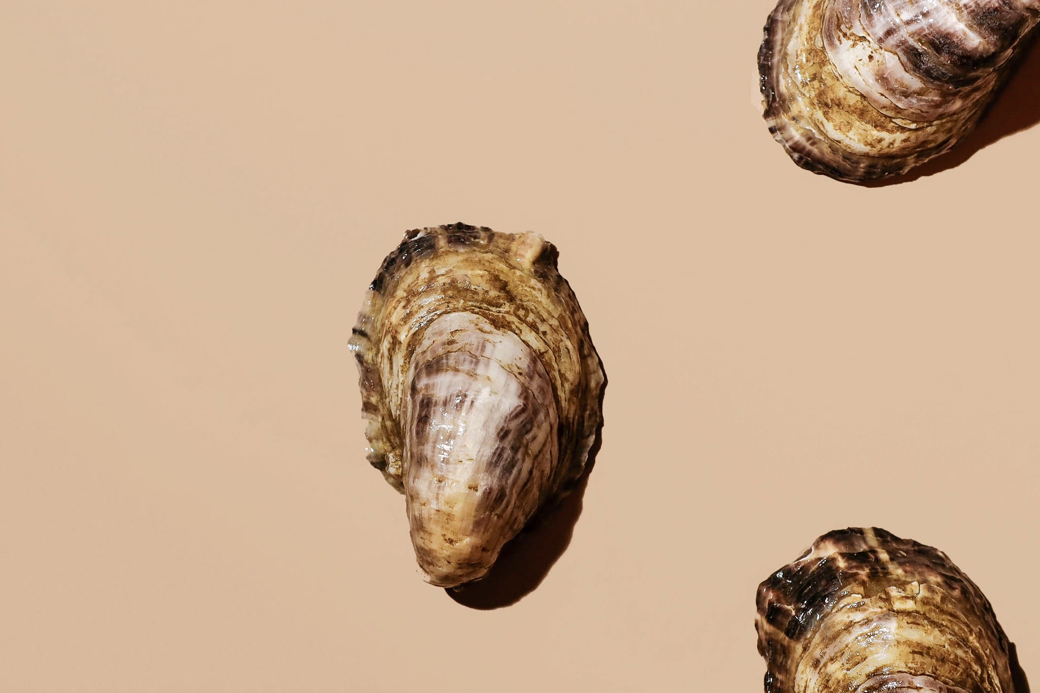 Oishi Oysters Oysters Skagit Shellfish Top Oyster Farms in Mount