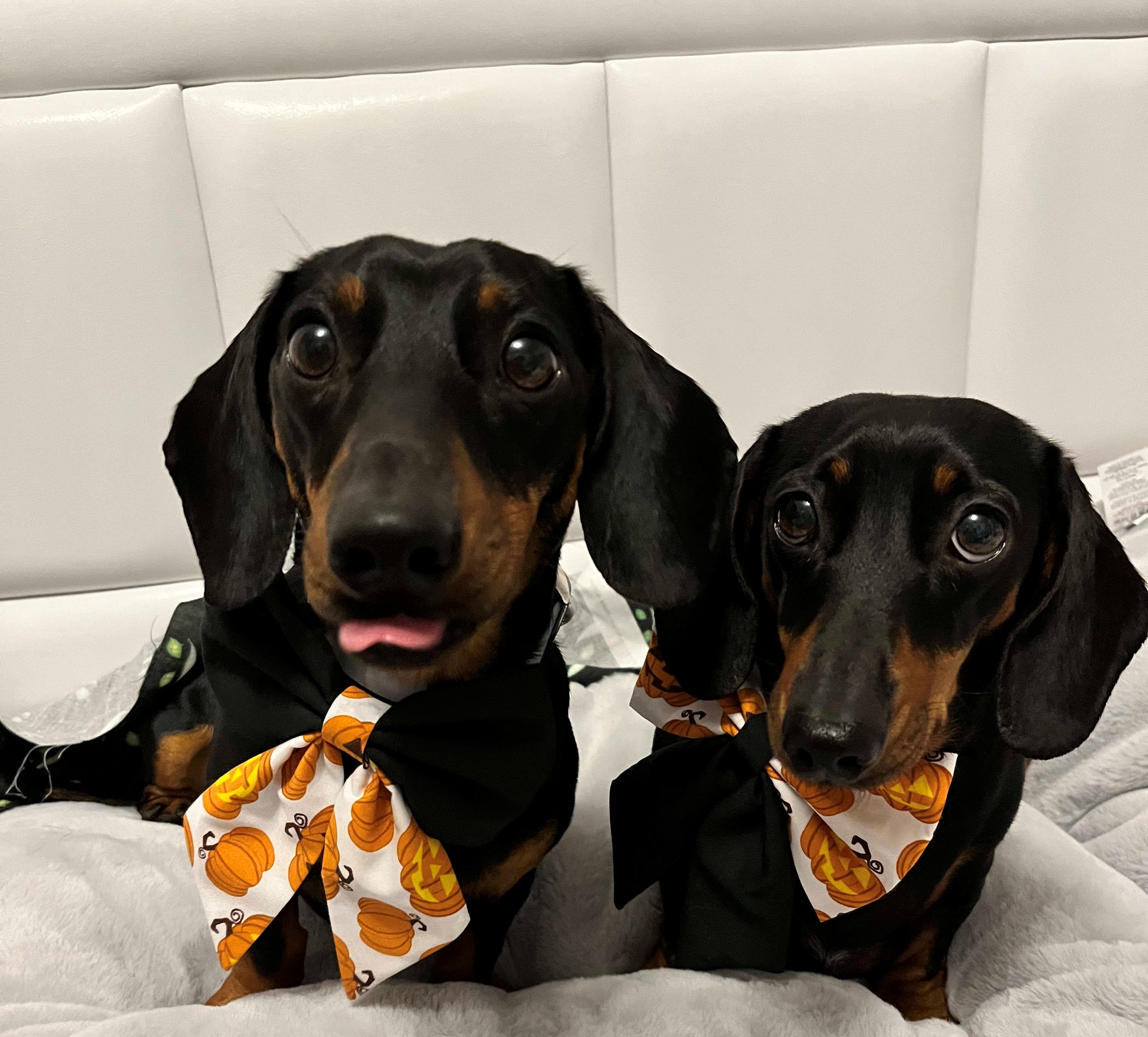 Stella & Teddy’s Pet Boutique Pet Store In Glasgow