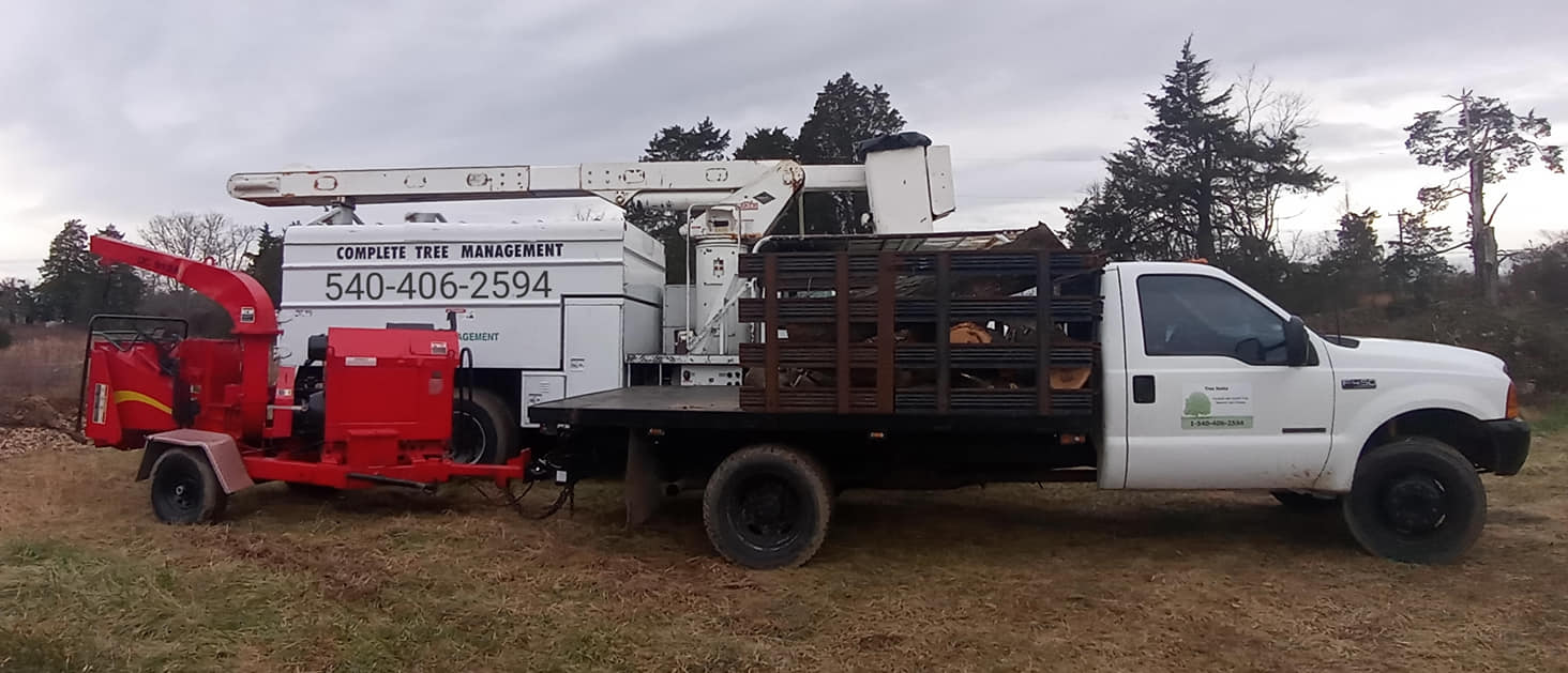 Top Tree Service in Orange Tree Junky Tree Services Tree Service