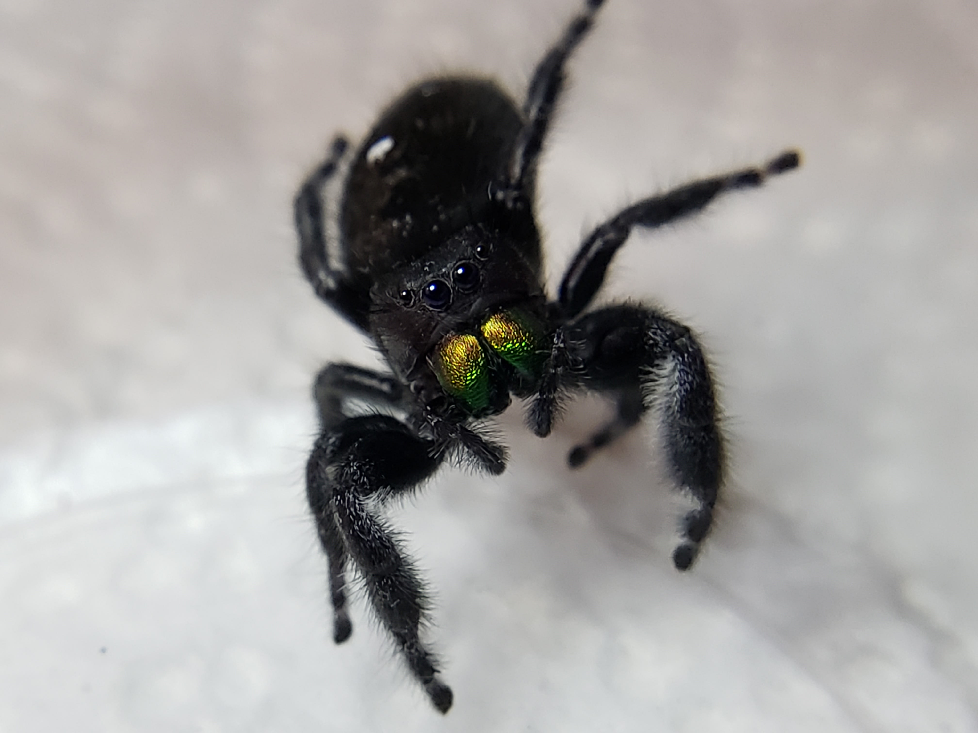 Multimedia Gallery - A bold jumping spider