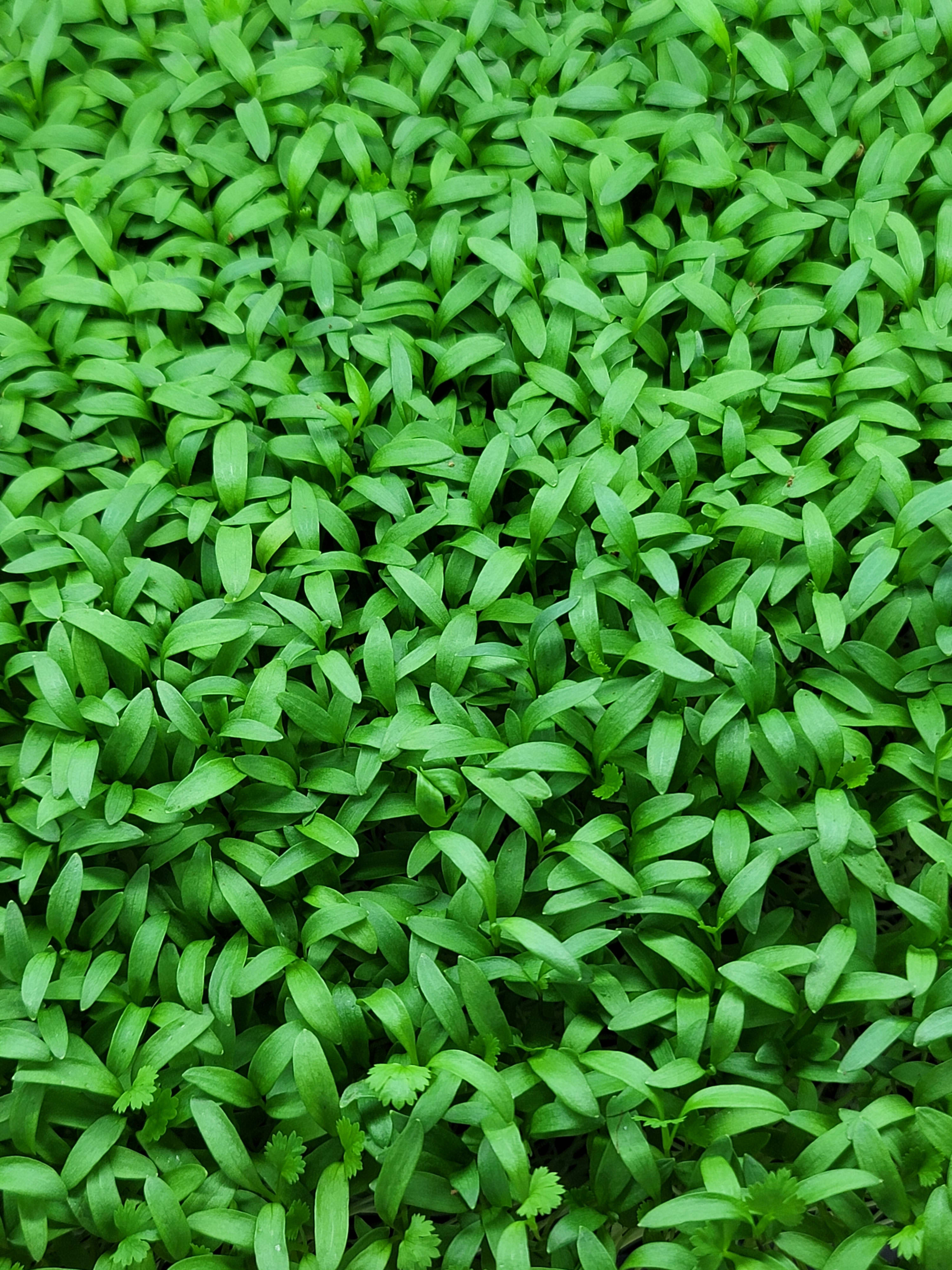 Micro Cilantro Fresh Microgreens Get Spiked Greens Microgreens Sellers in Merritt Island