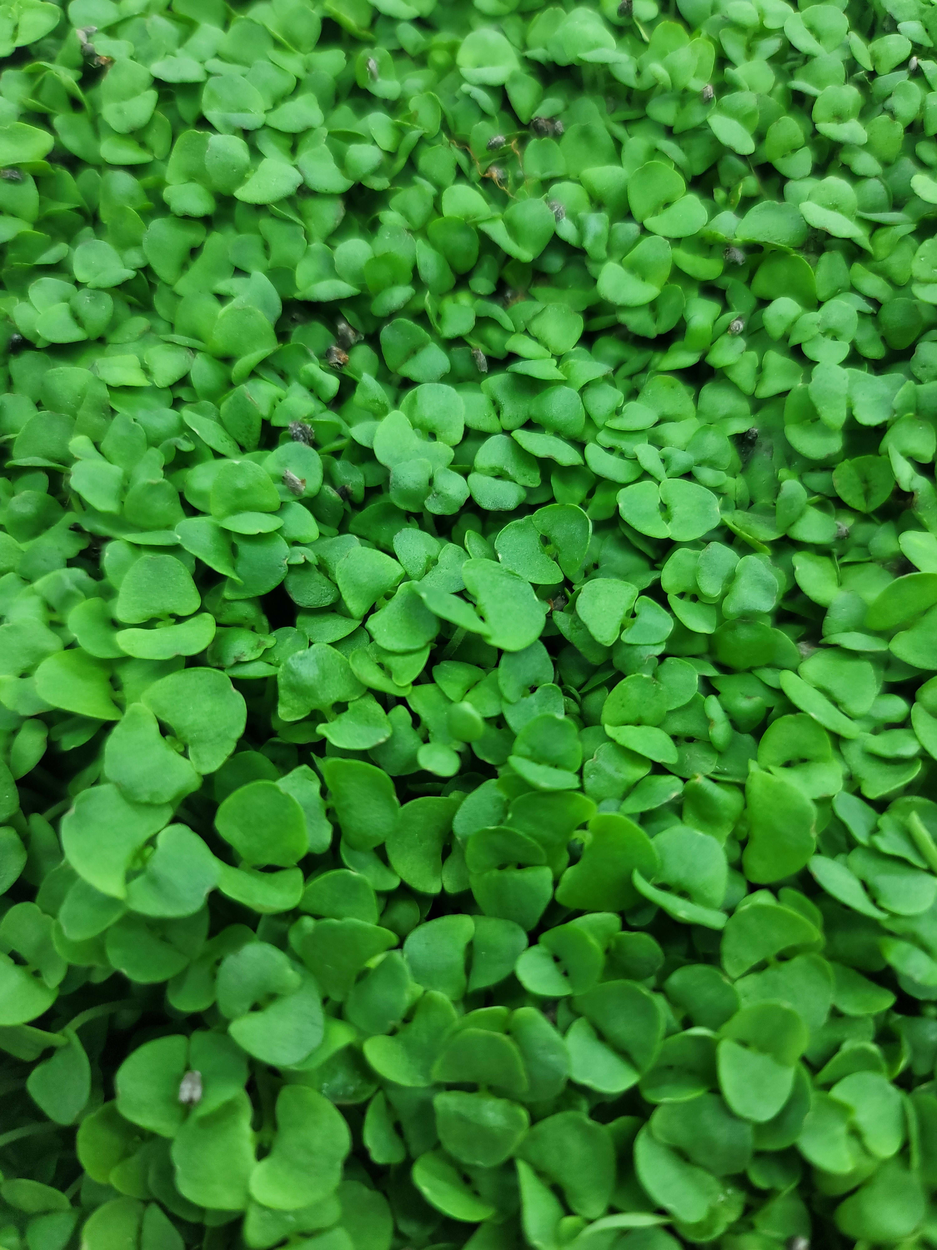 Micro Basil Fresh Microgreens Get Spiked Greens Microgreens Sellers in Merritt Island