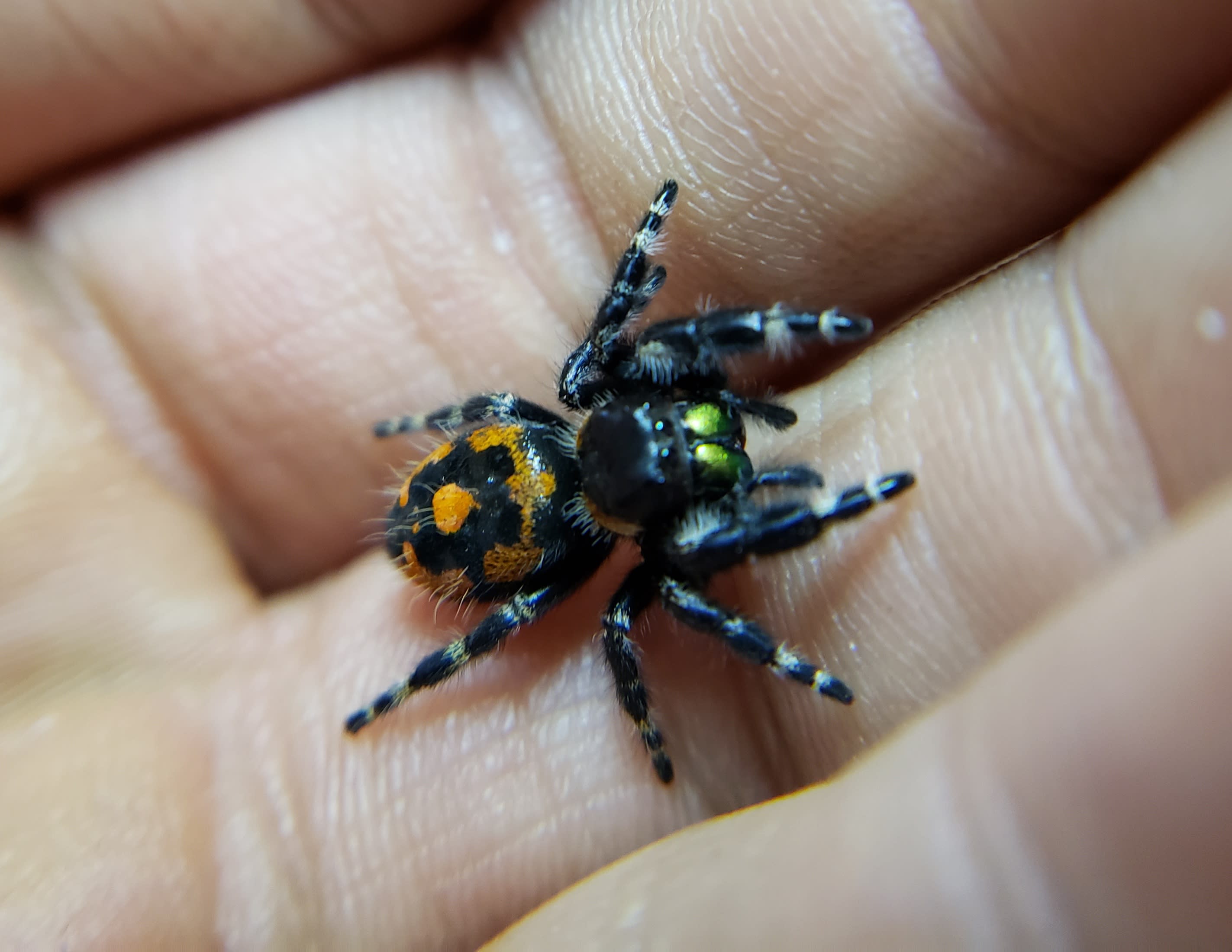 Red Back Jumping Spiders (carneus) For Sale – Big Apple Pet Supply